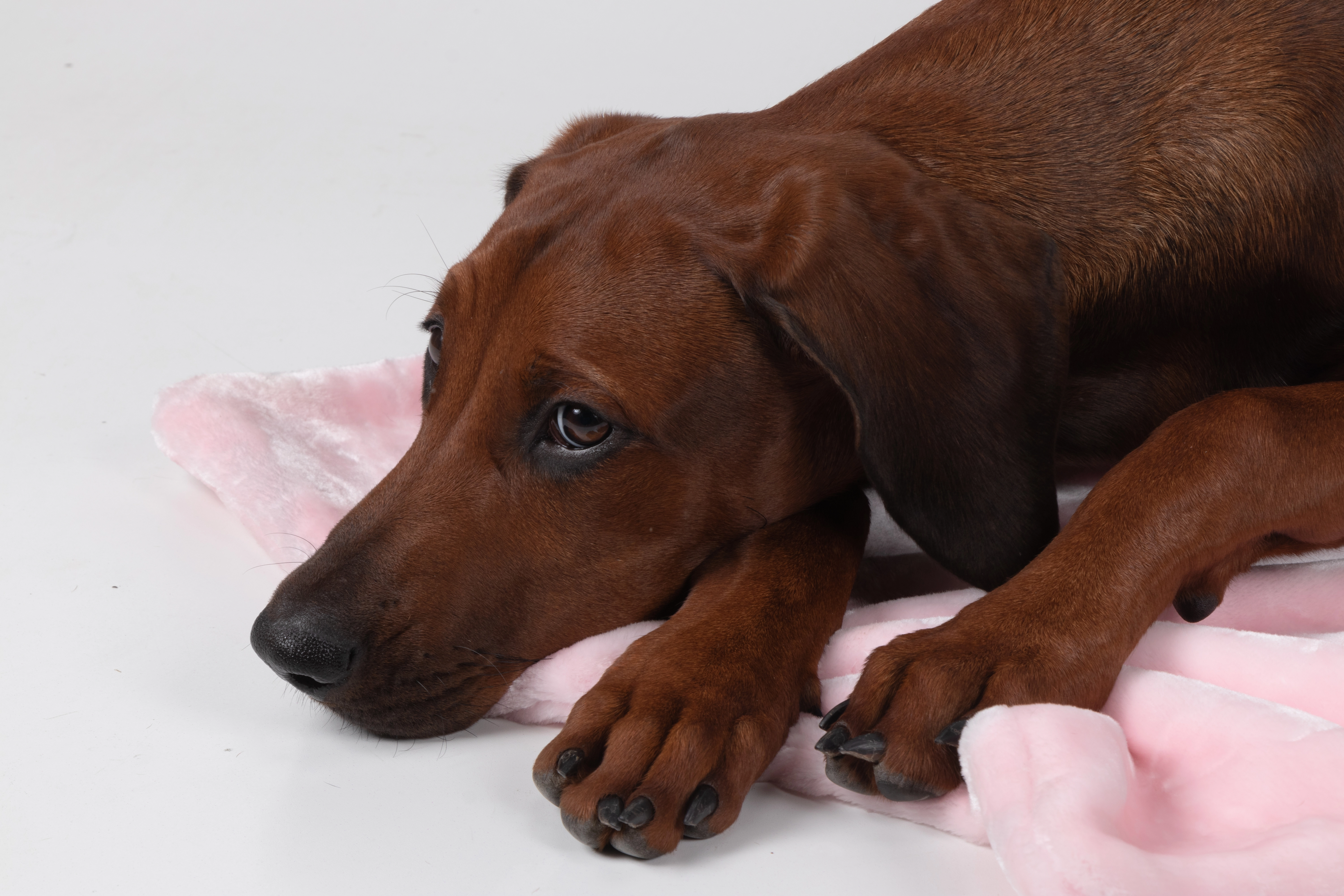 Coco Kuscheldecke von TrendPet