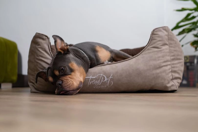Hundebett VitaBed Style von TrendPet