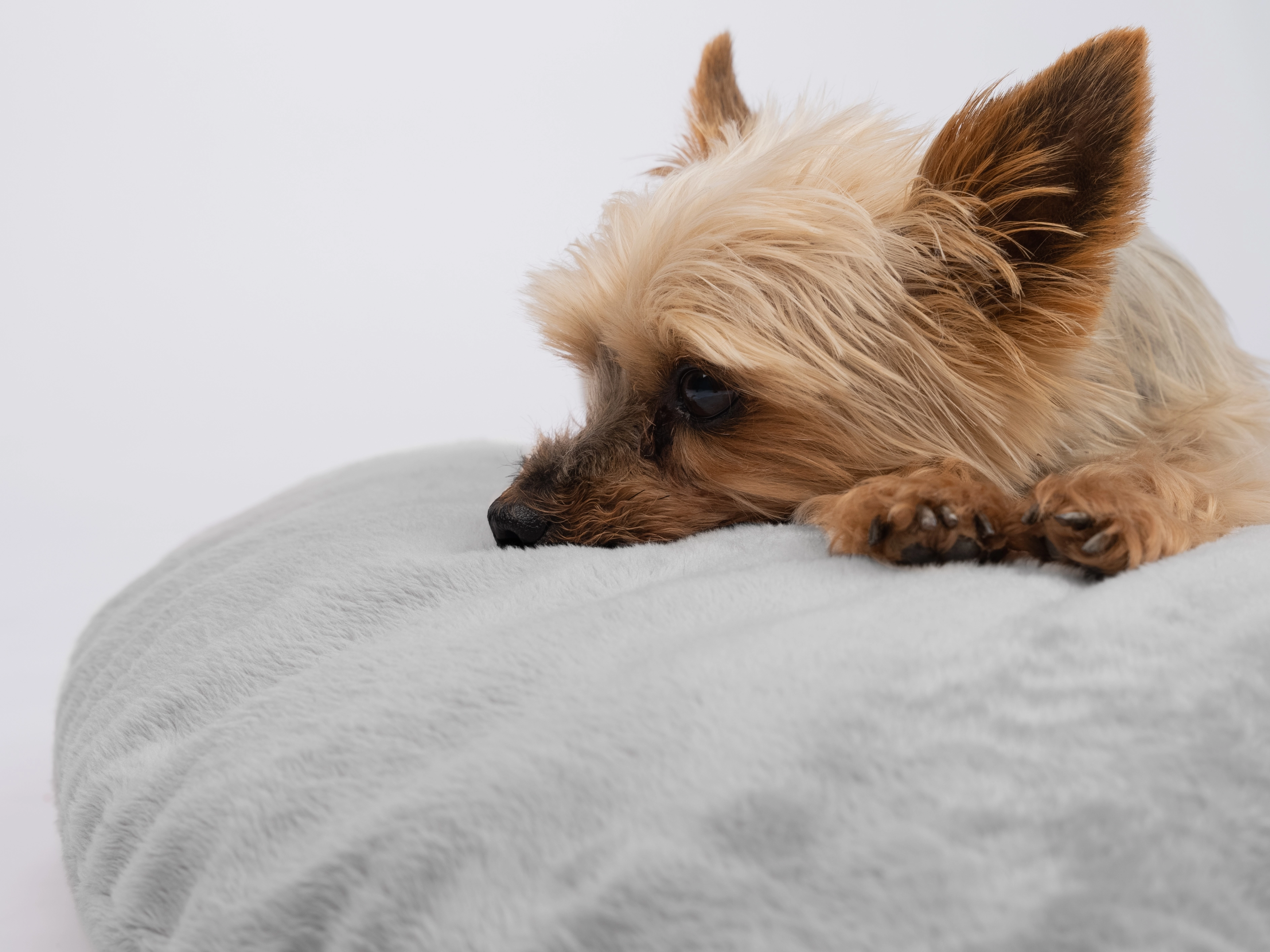 TrendPet Emma Hundekissen