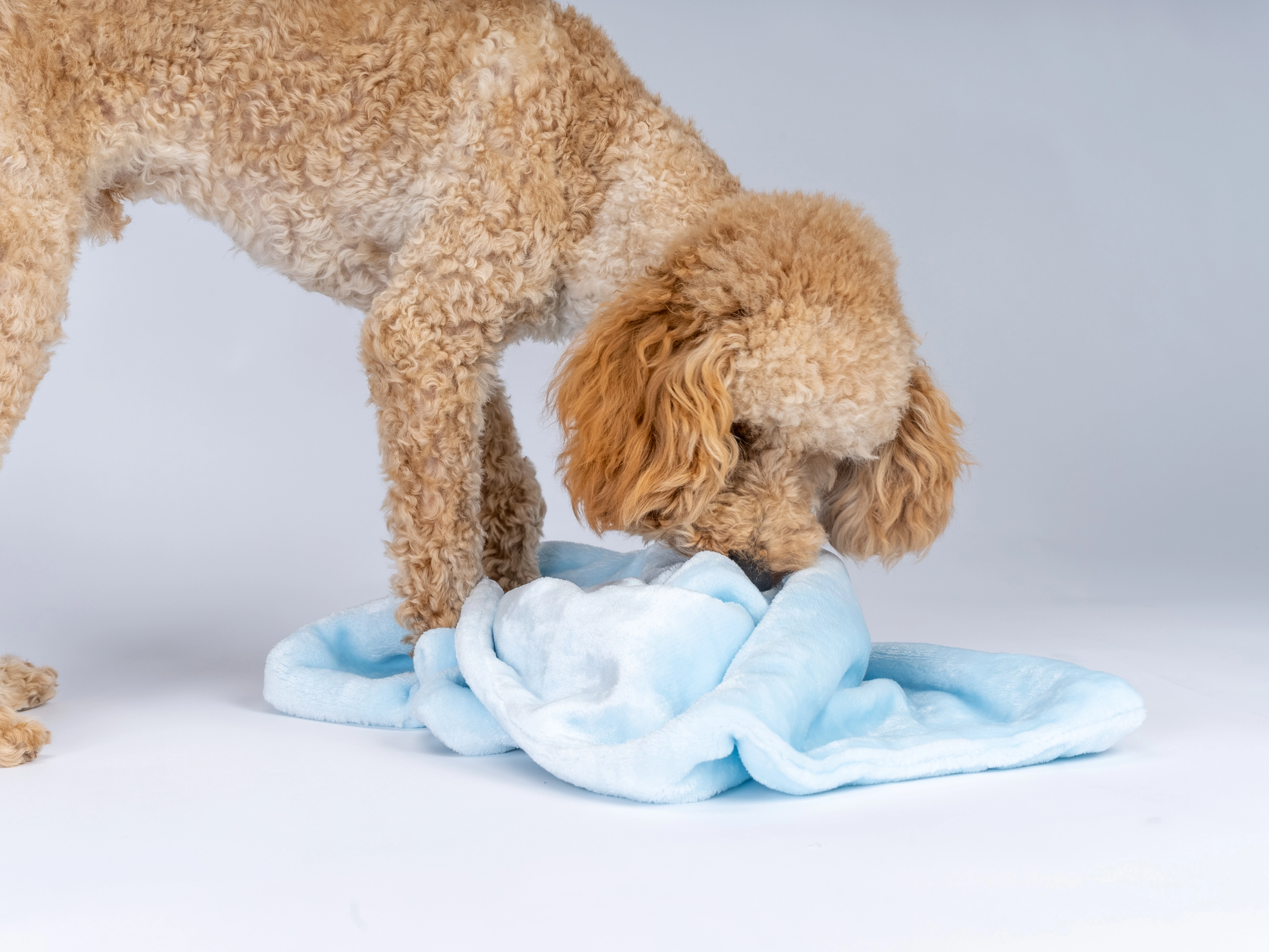 Coco Kuscheldecke von TrendPet