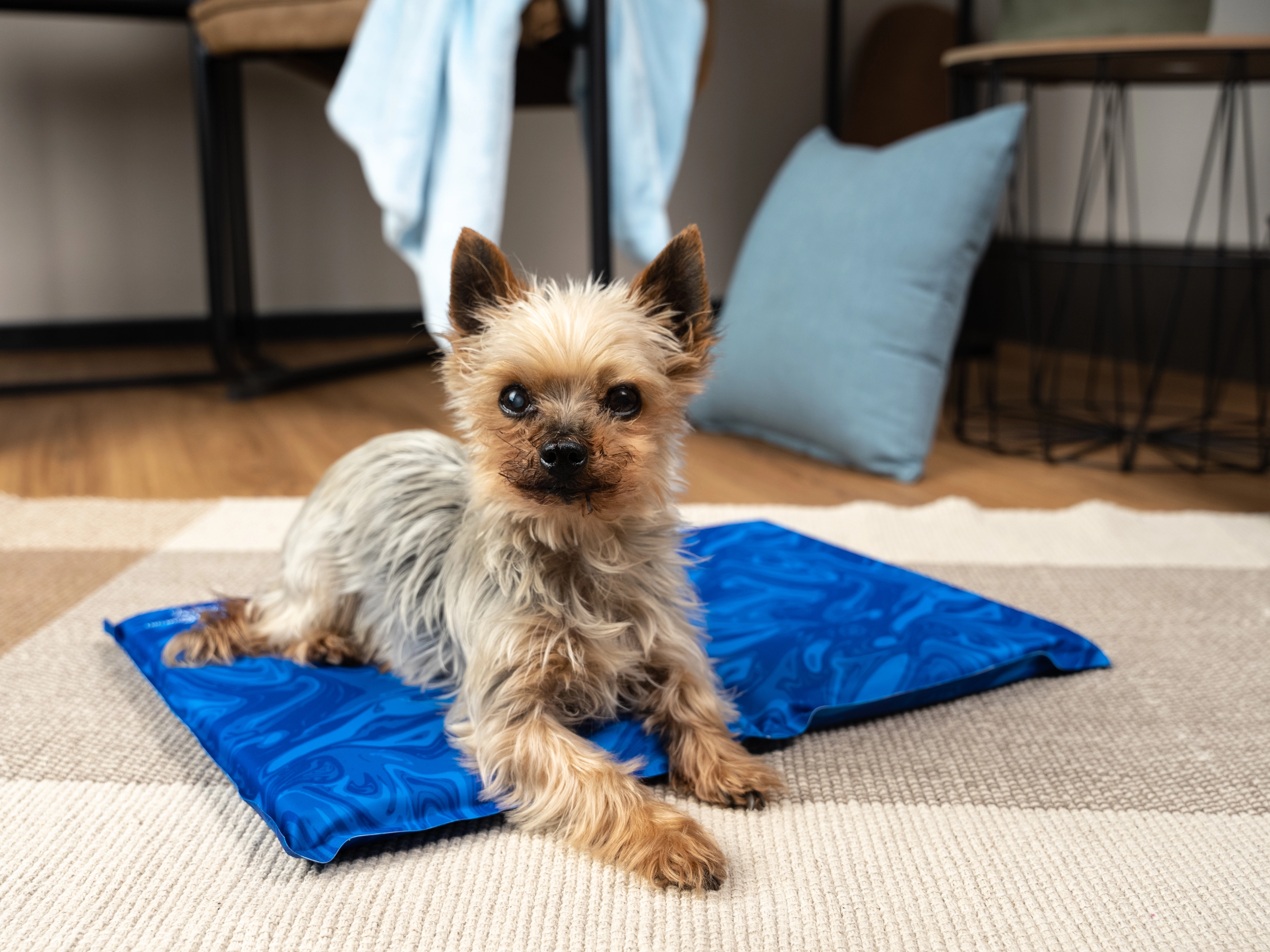 Arctic Comfort Kuehlmatte von TrendPet