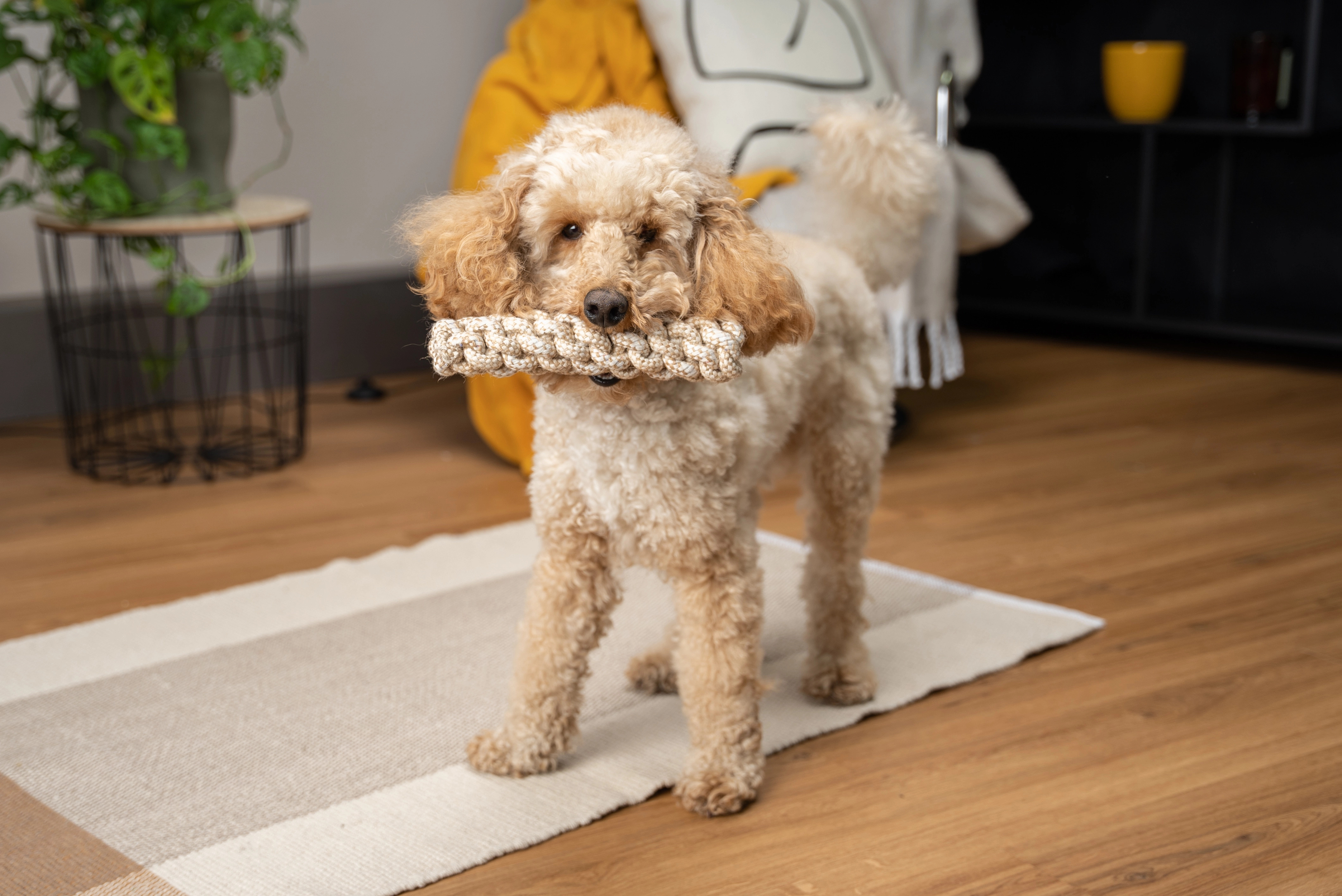 Nature Hundespielzeug von TrendPet