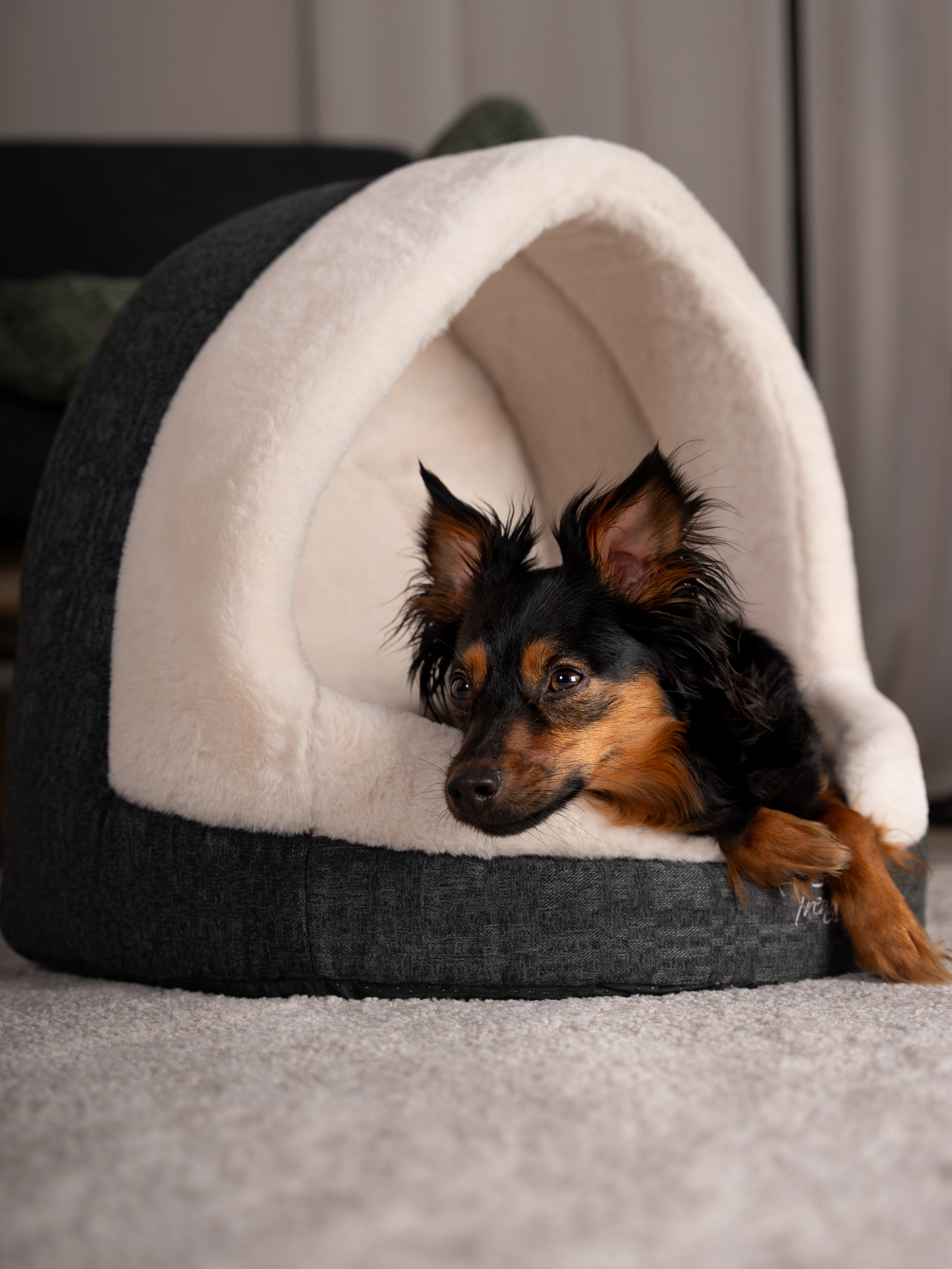 Hund liegt in der LunaHome