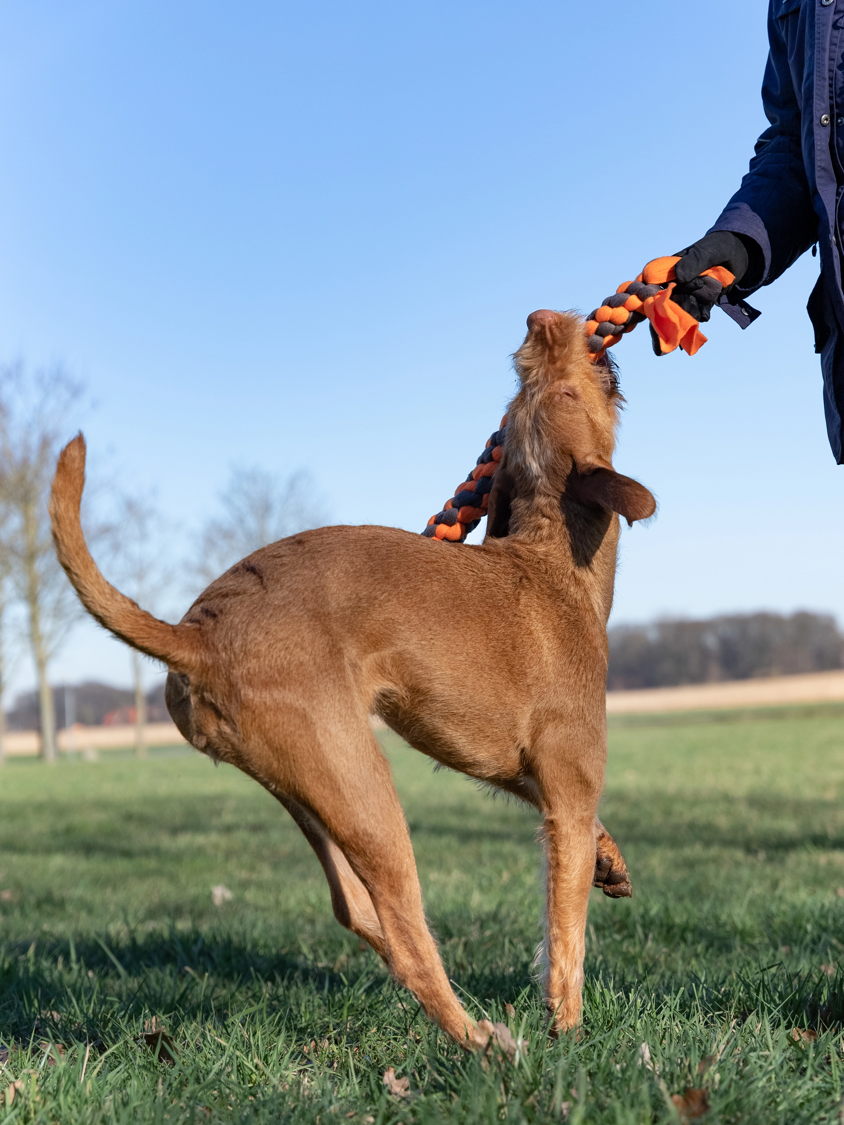 Zergel Hundespielzeug von TrendPet