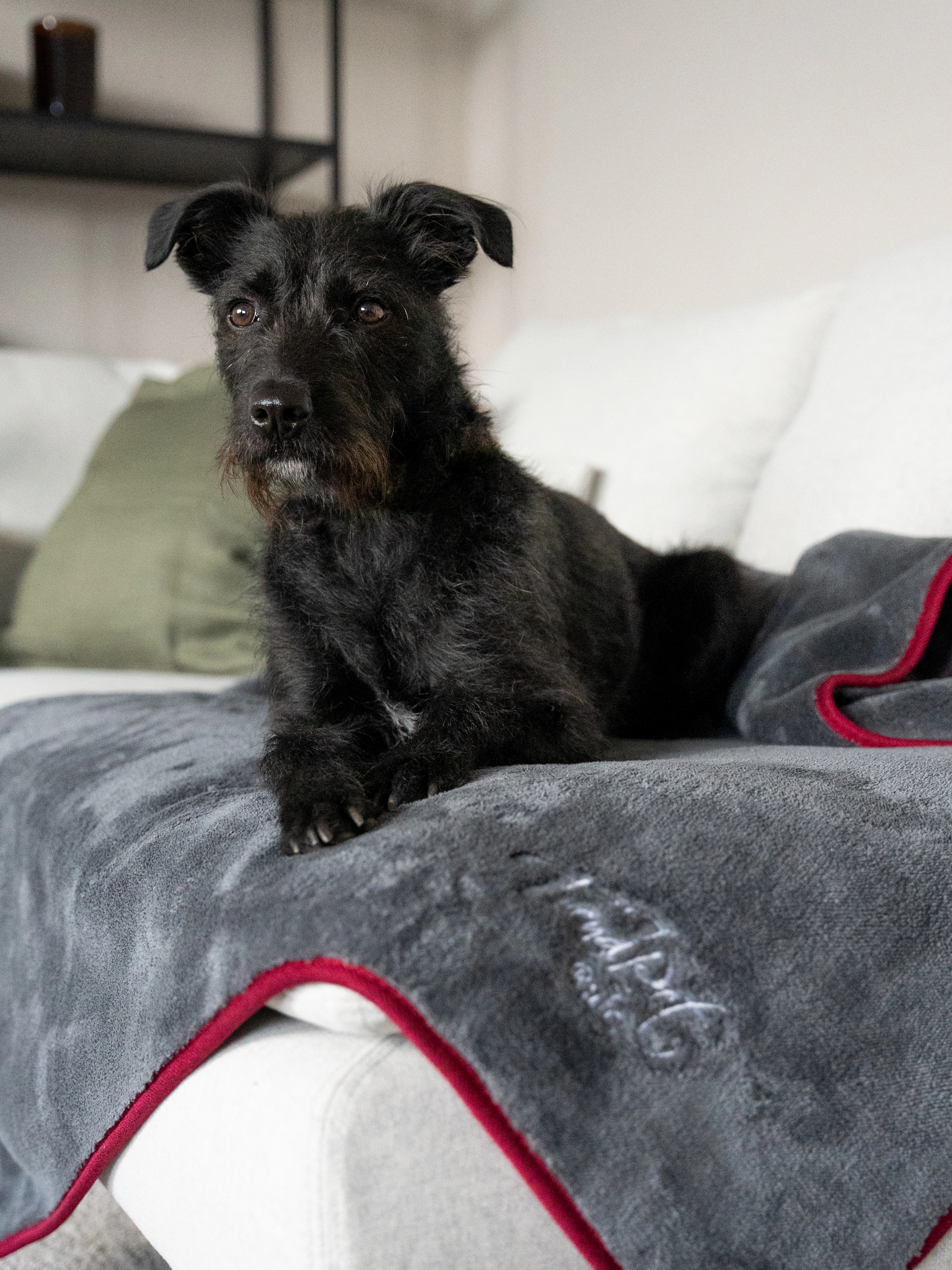 Ruby Decke von TrendPet