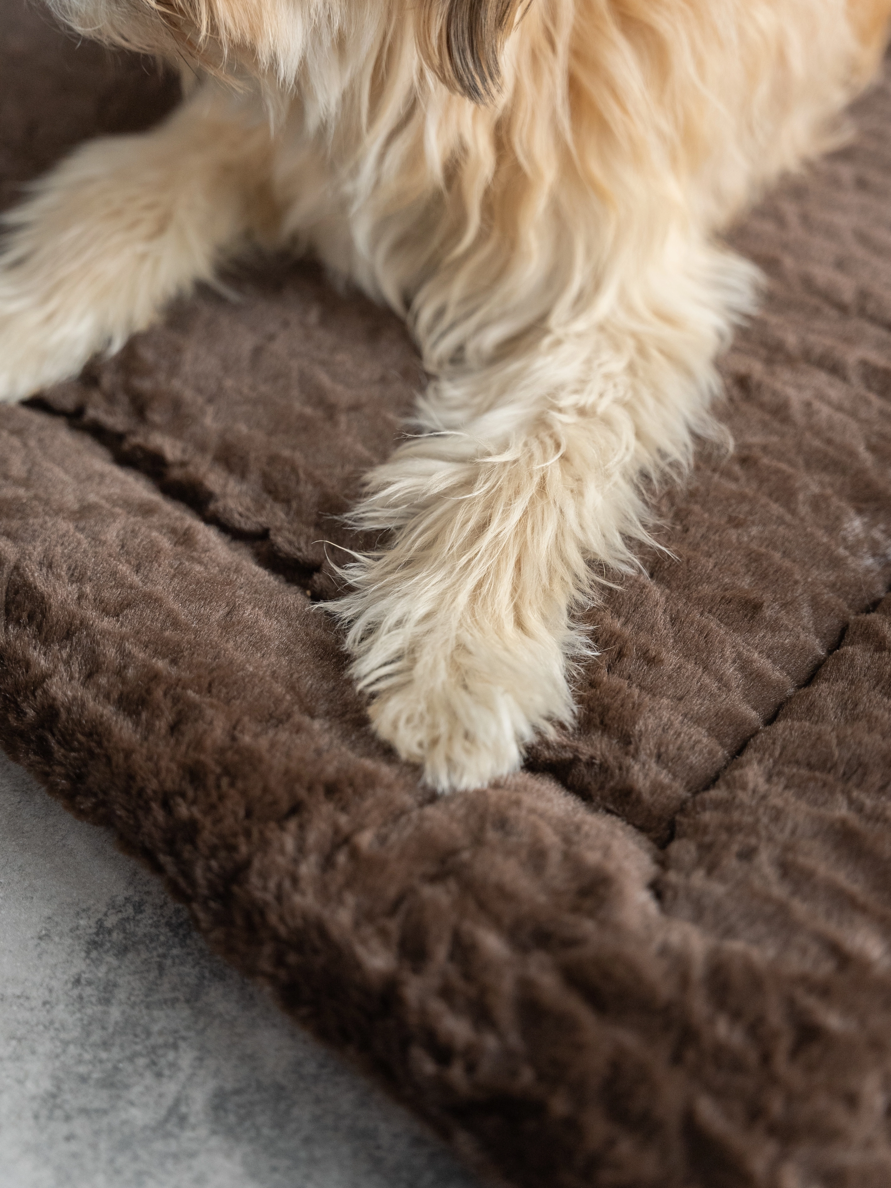 Heaven geposlterte Wendedecke für Hunde und Katzen von TrendPet