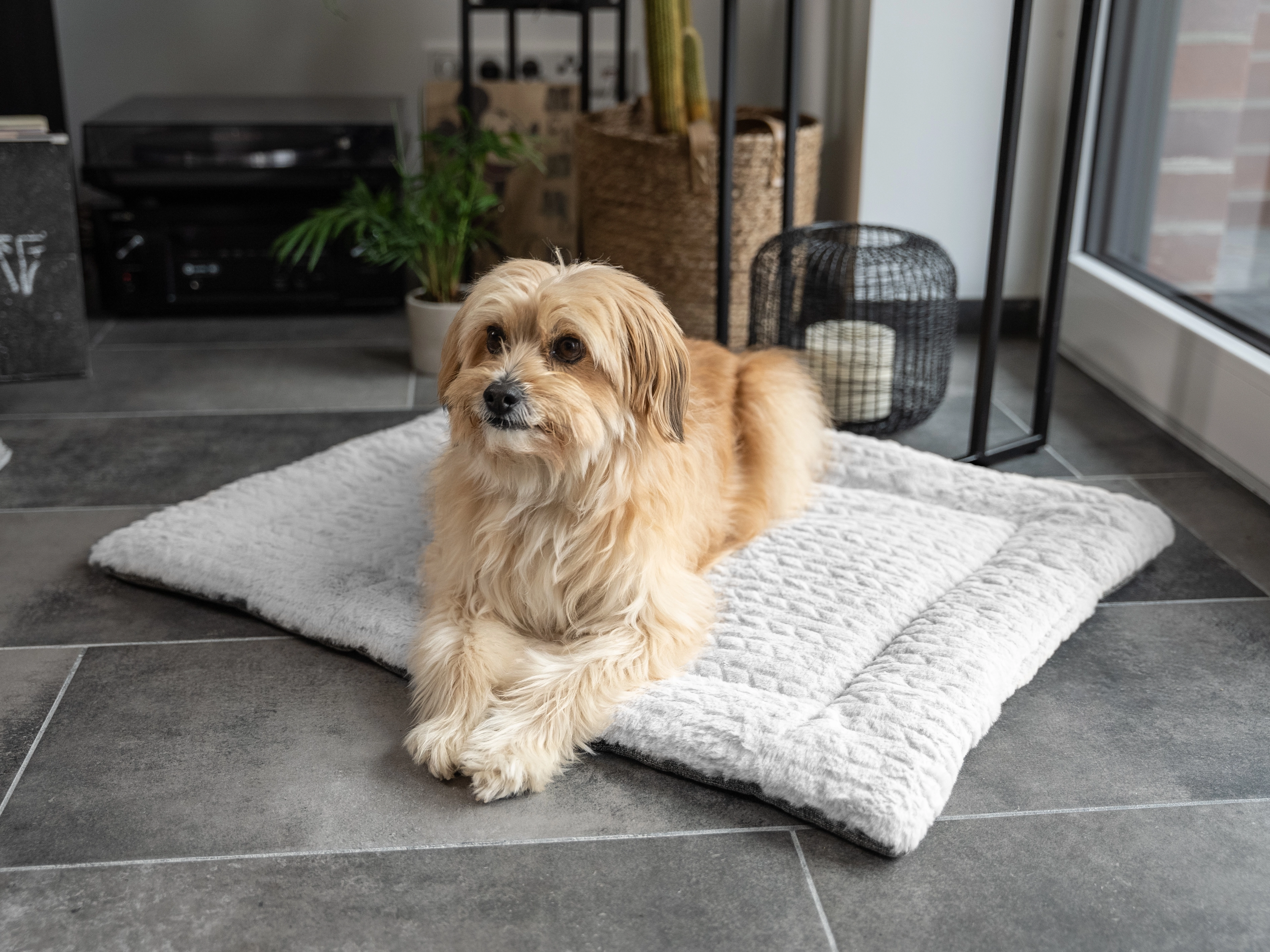 Heaven geposlterte Wendedecke für Hunde und Katzen von TrendPet