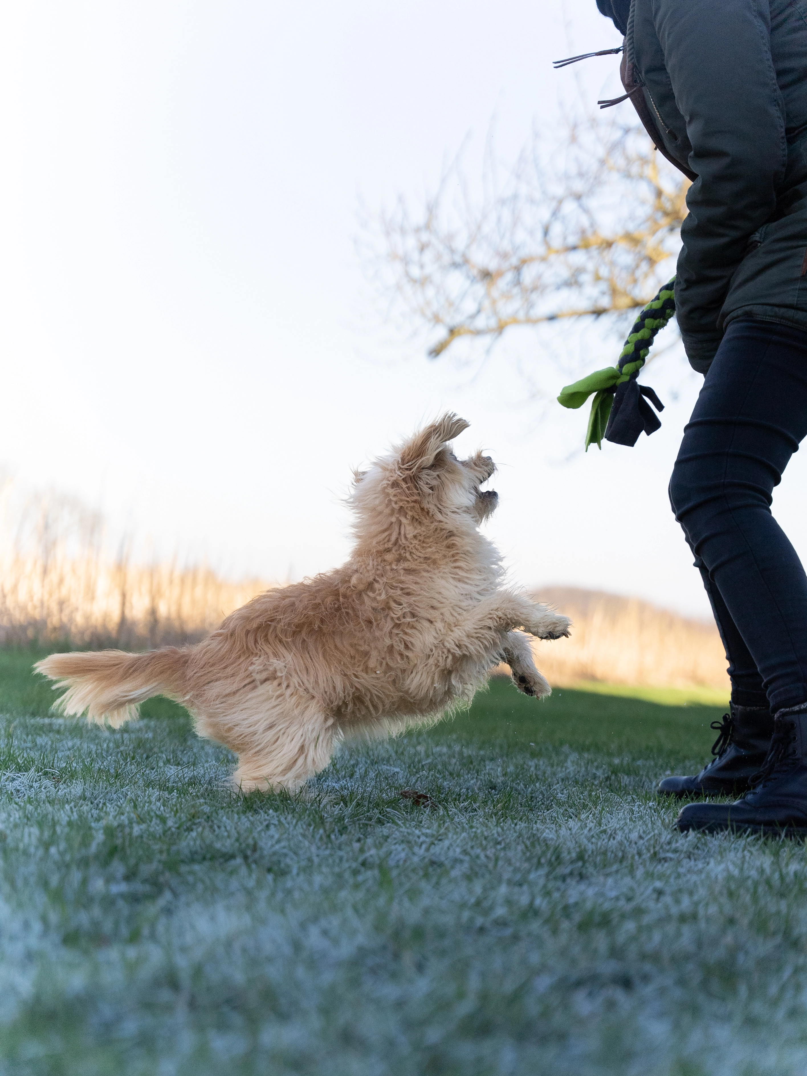 Bringsel Hundespielzeug von TrendPet