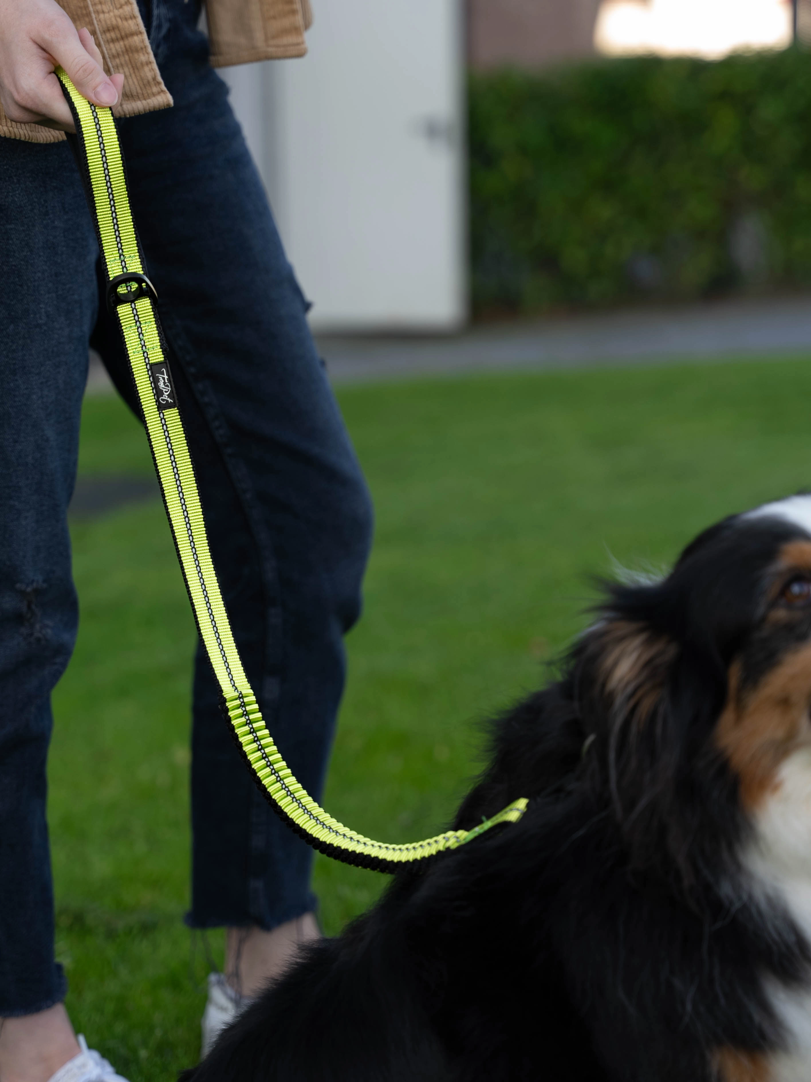 ein Hund an der Trend Pet Expanderleine