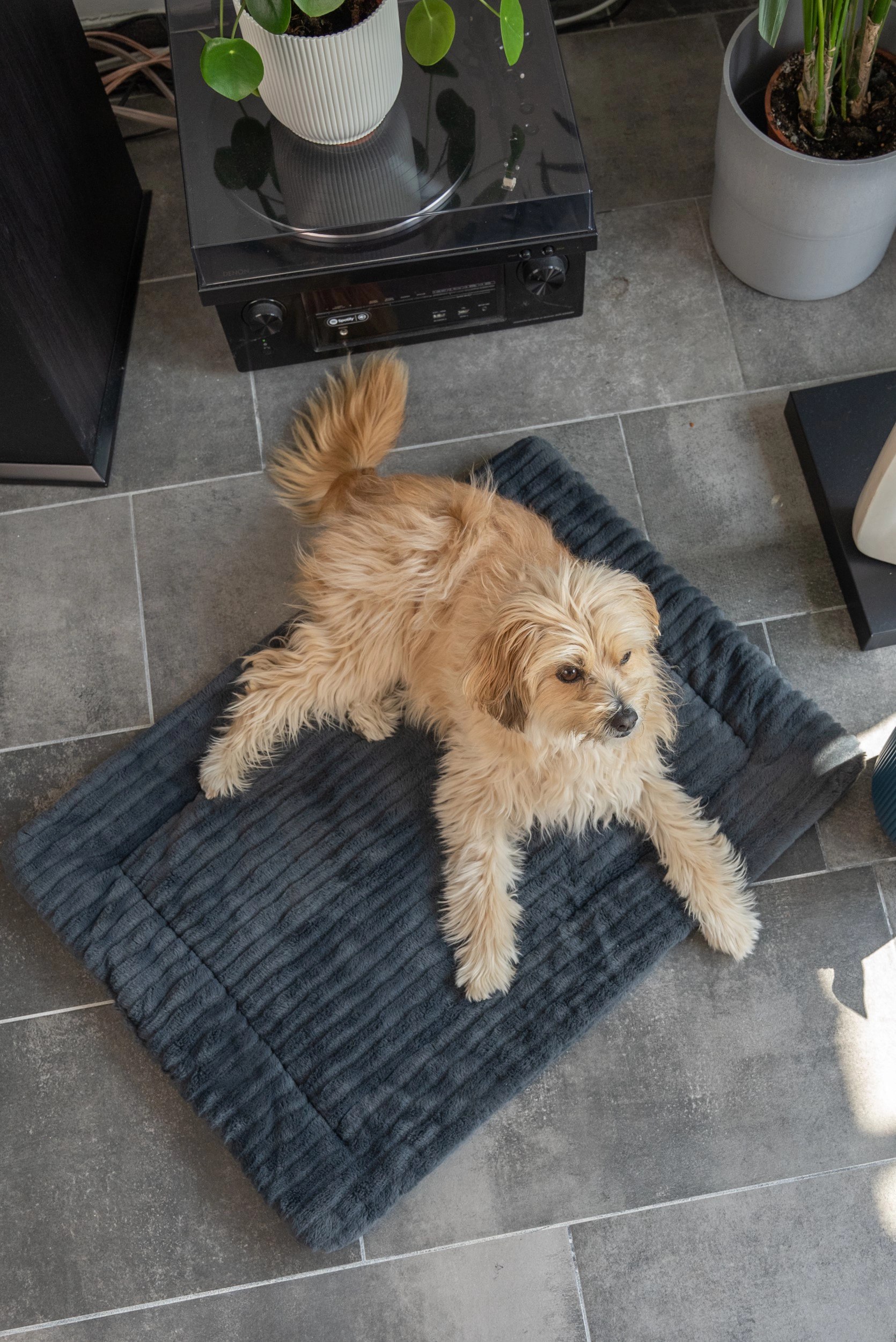 TrendPet Harmony Liegedecke