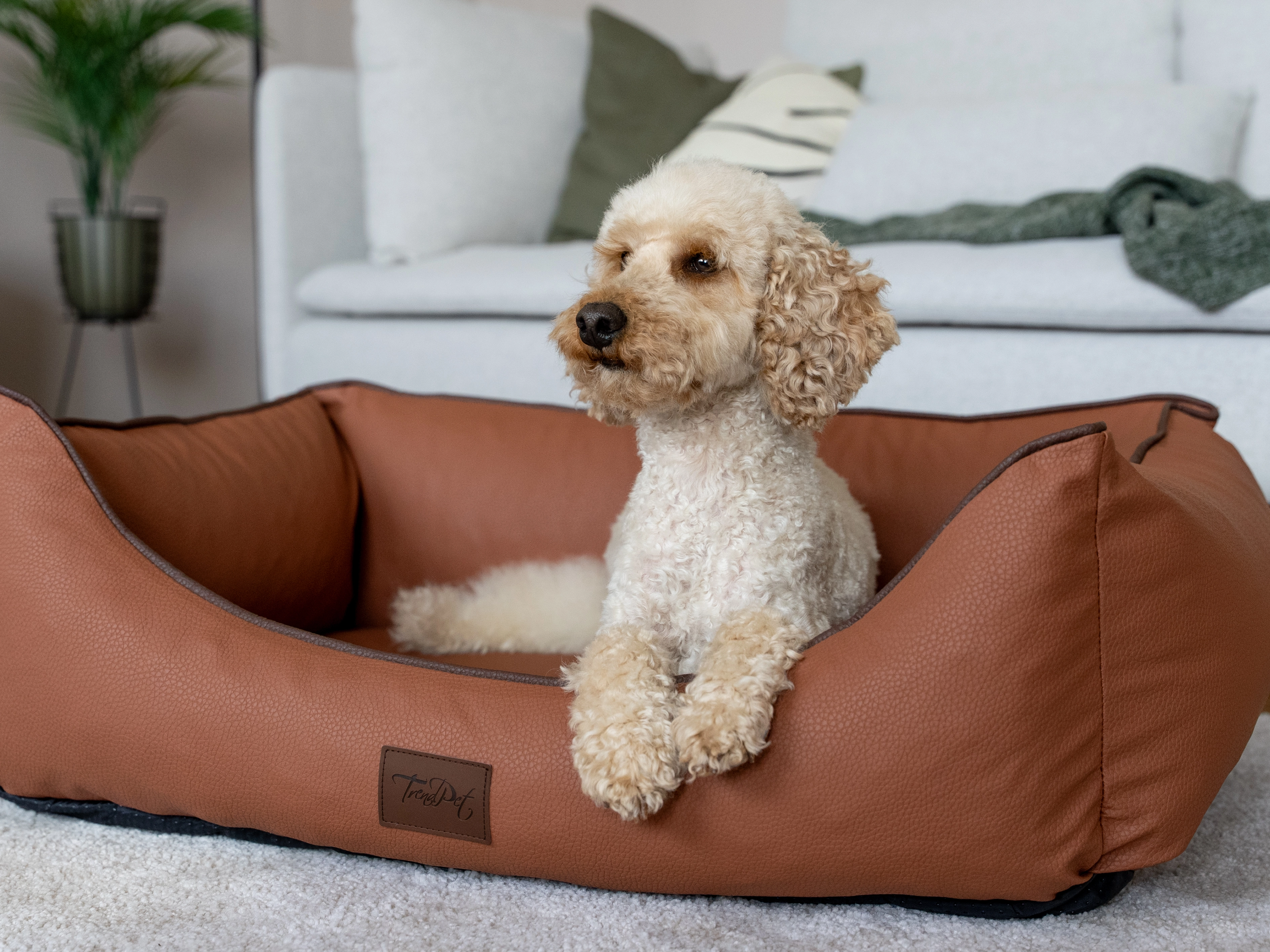 Hund liegt im TrendPet Bett Runa