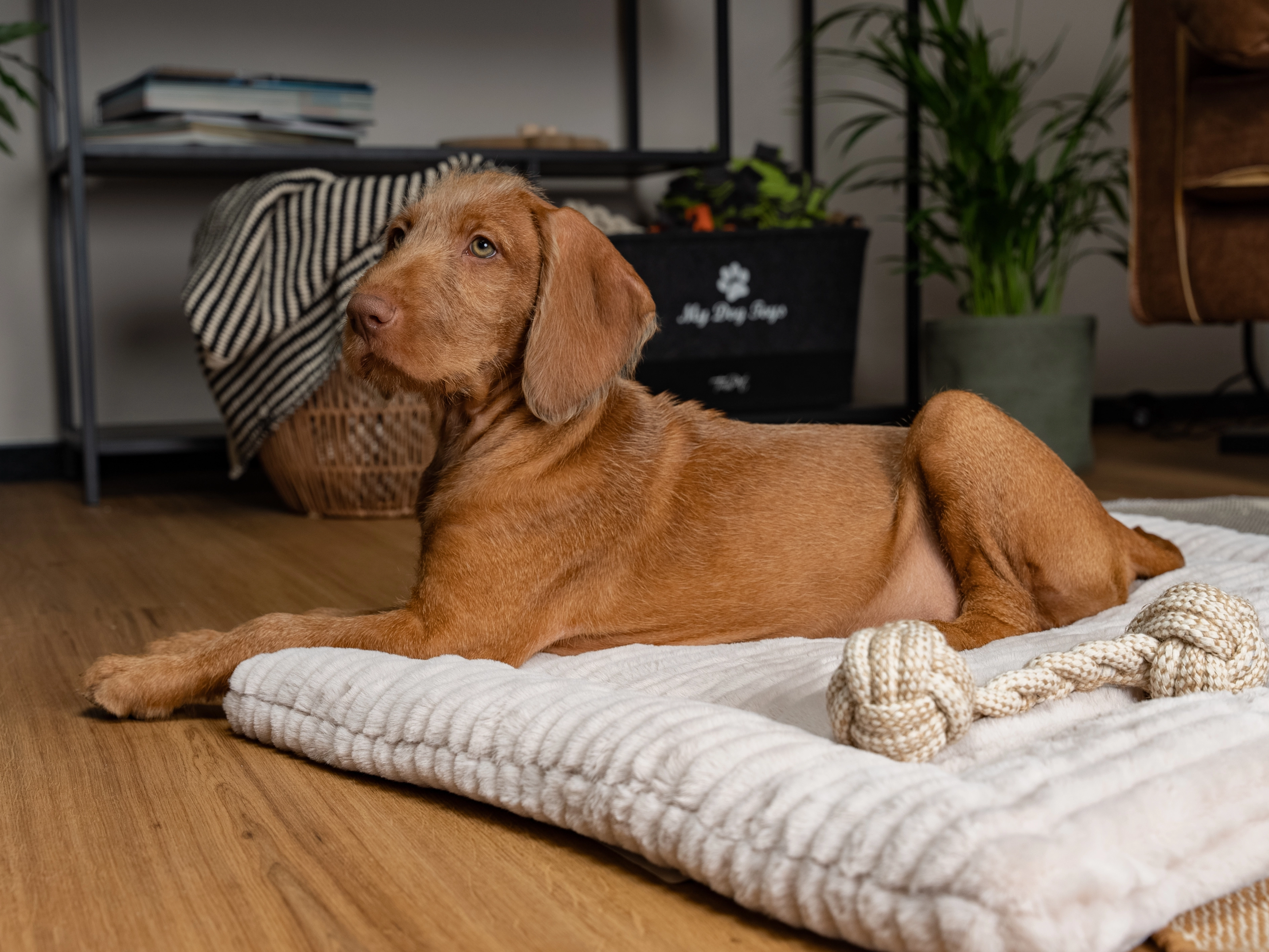 TrendPet Harmony Liegedecke