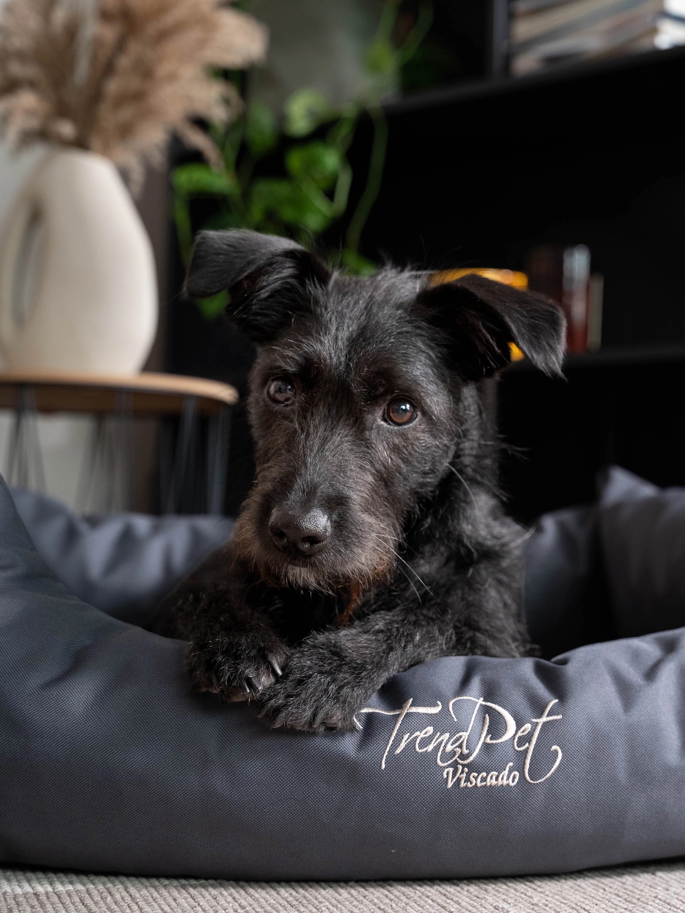 Hundebett Viscado von TrendPet