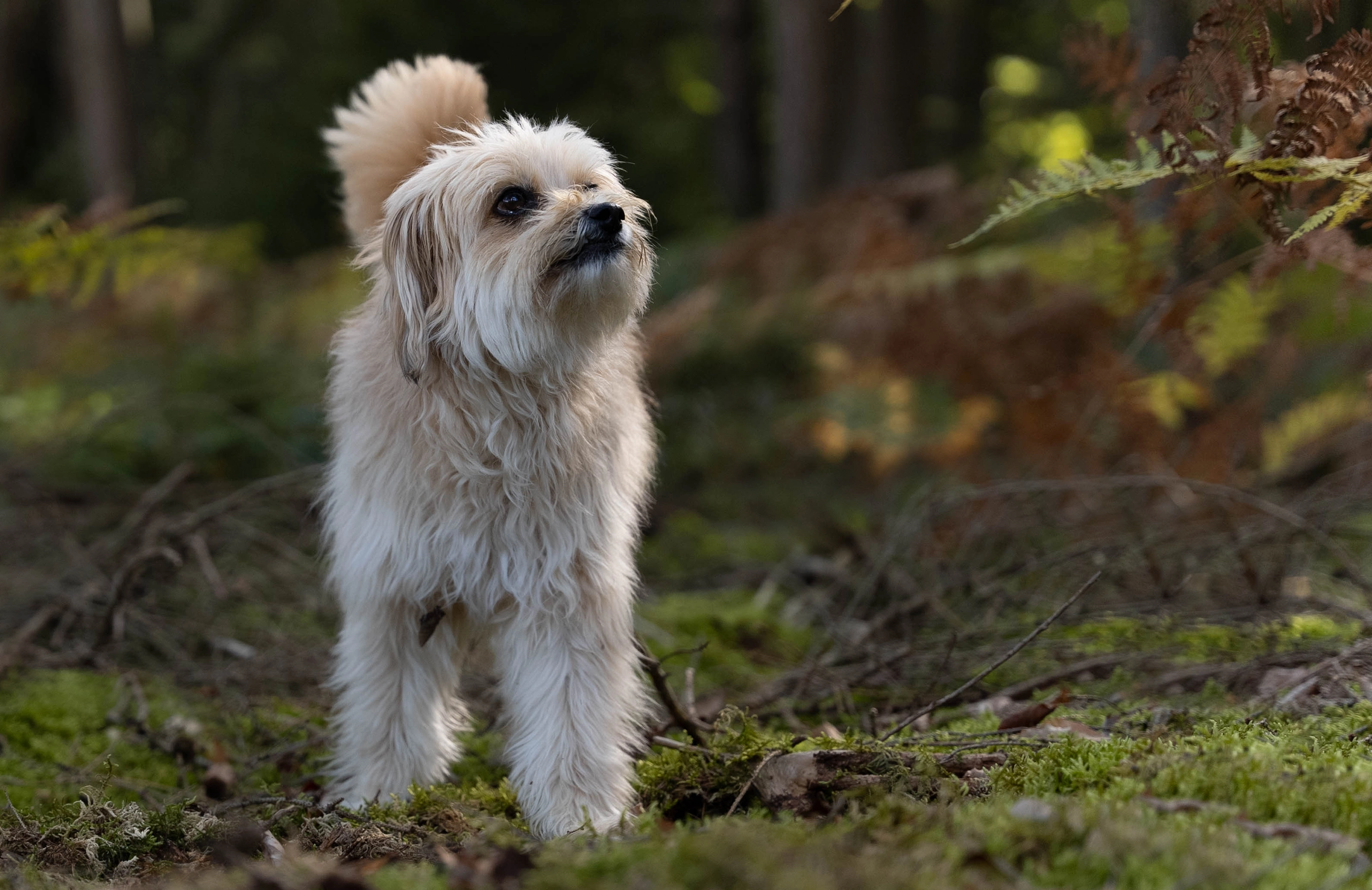 Hund ist im Wald unterwegs