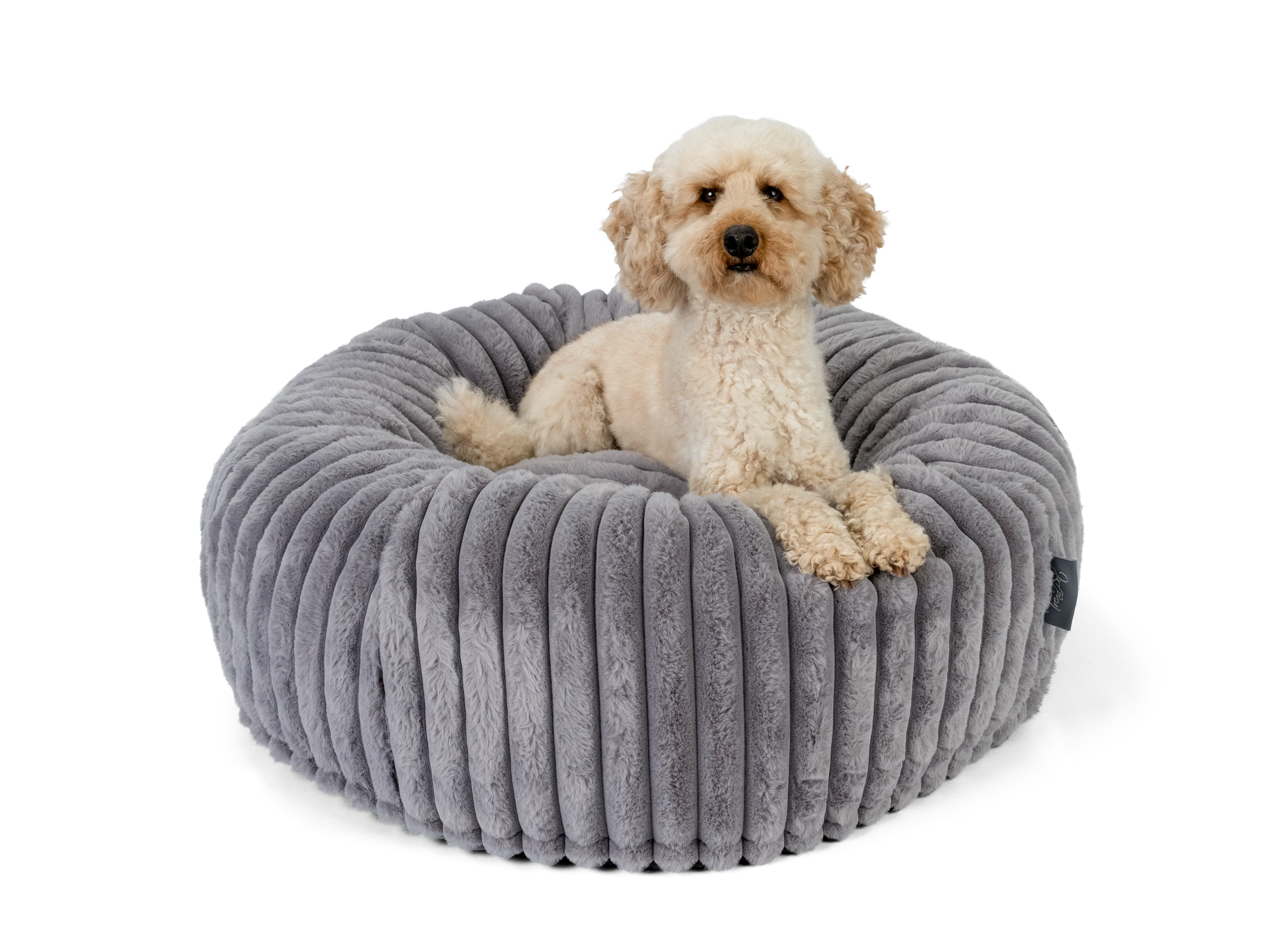 Hund liegt im Biscuit Spot