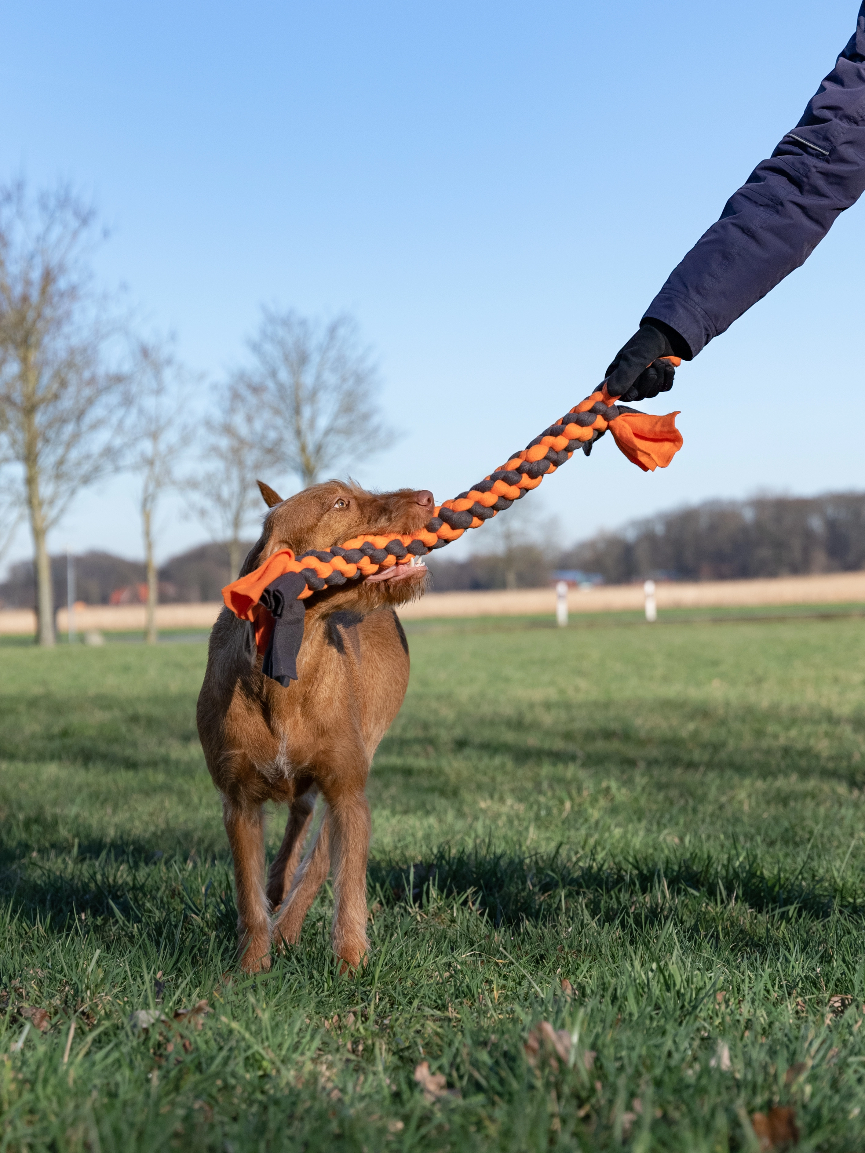 Zergel Hundespielzeug von TrendPet