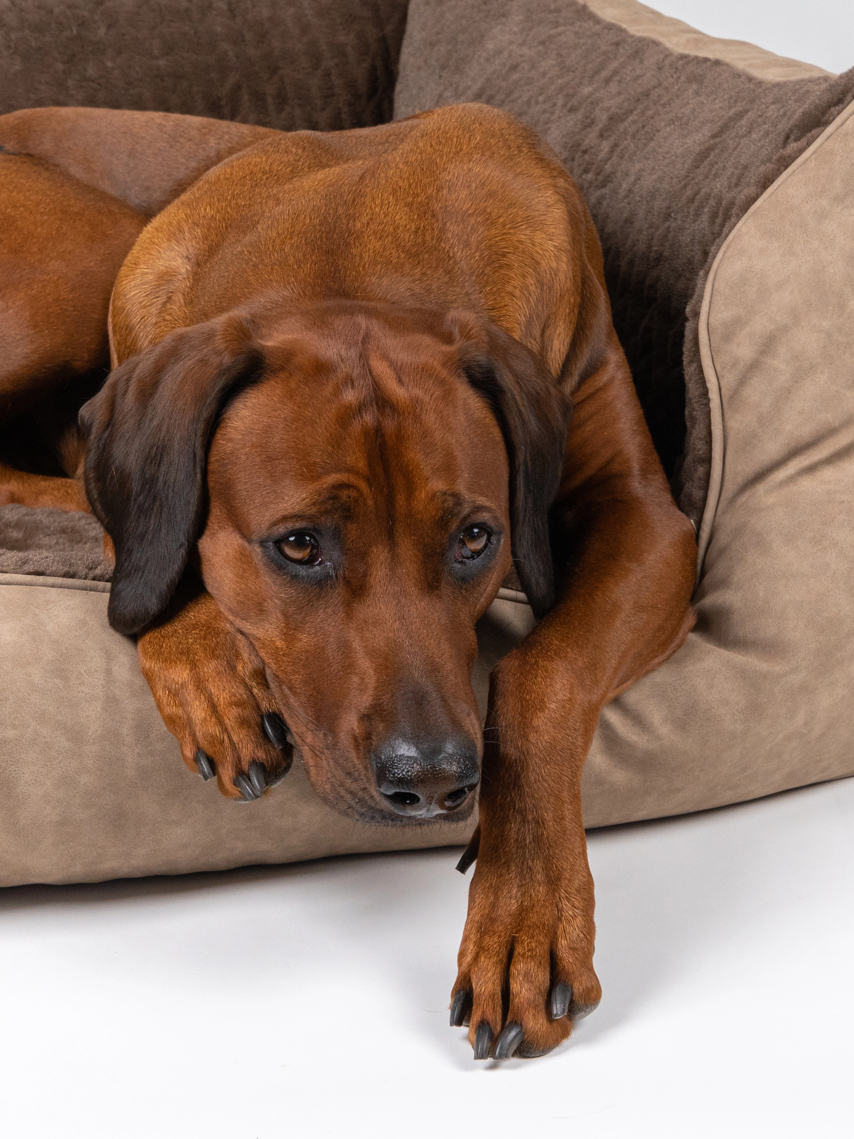 Hundebett VitaBed Style von TrendPet