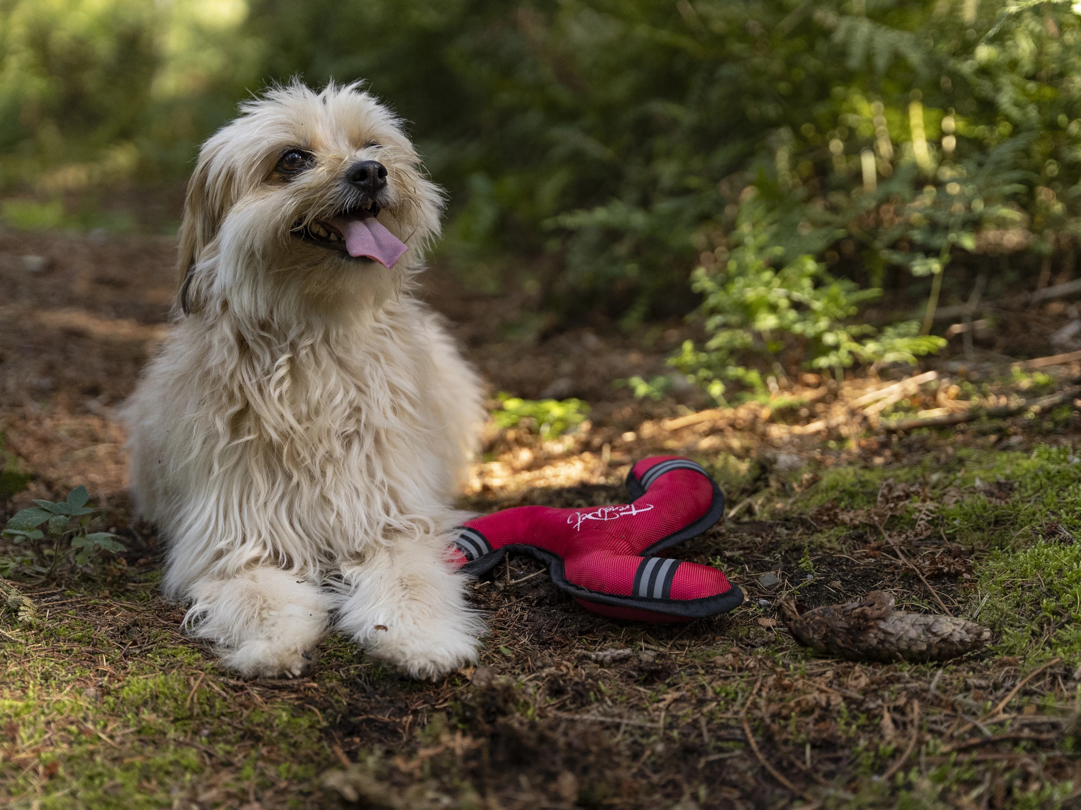 Flystar von TrendPet