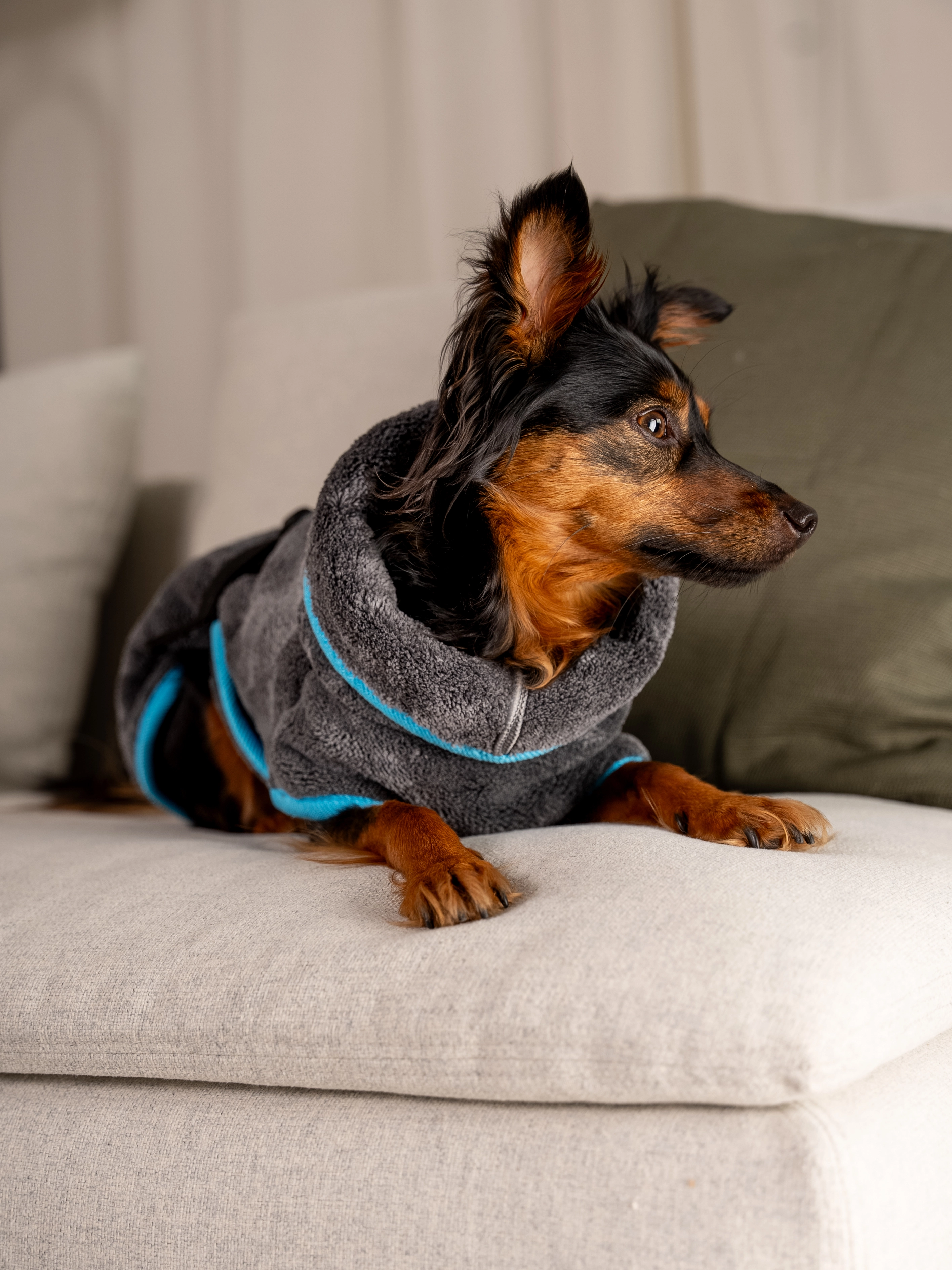 Hund trägt den Bademantel Dampfhund von TrendPet