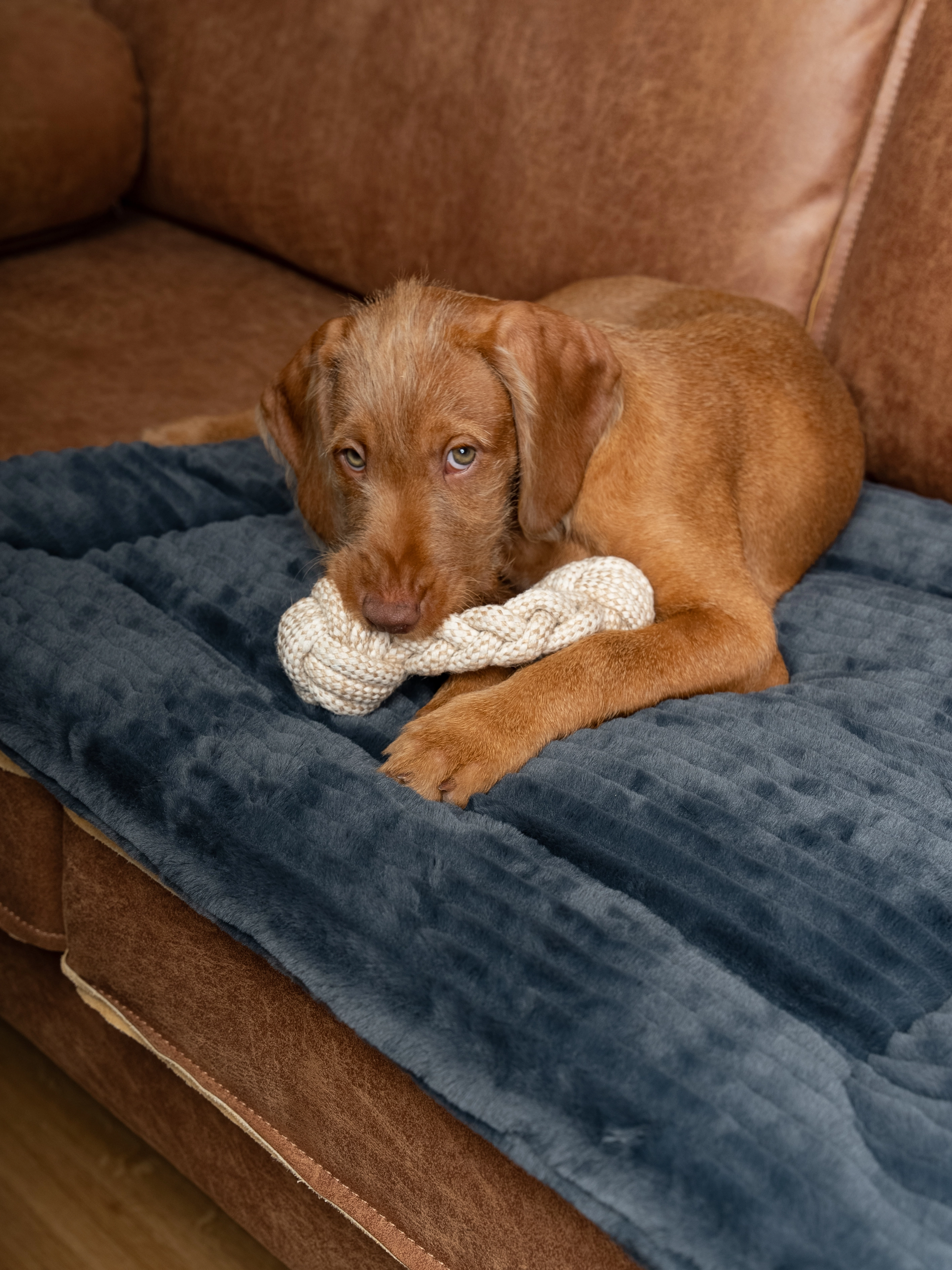 TrendPet Harmony Liegedecke