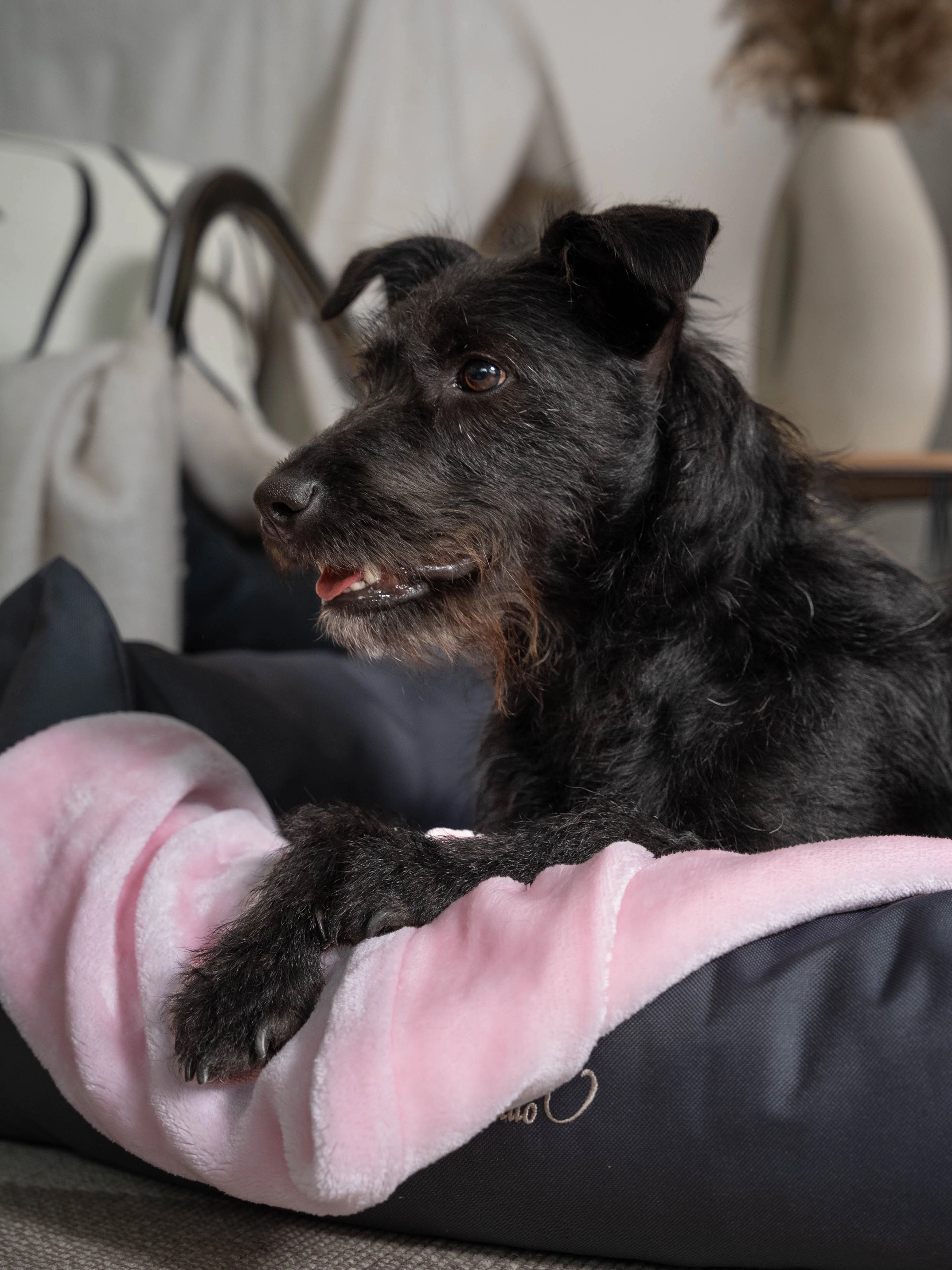 Coco Kuscheldecke von TrendPet