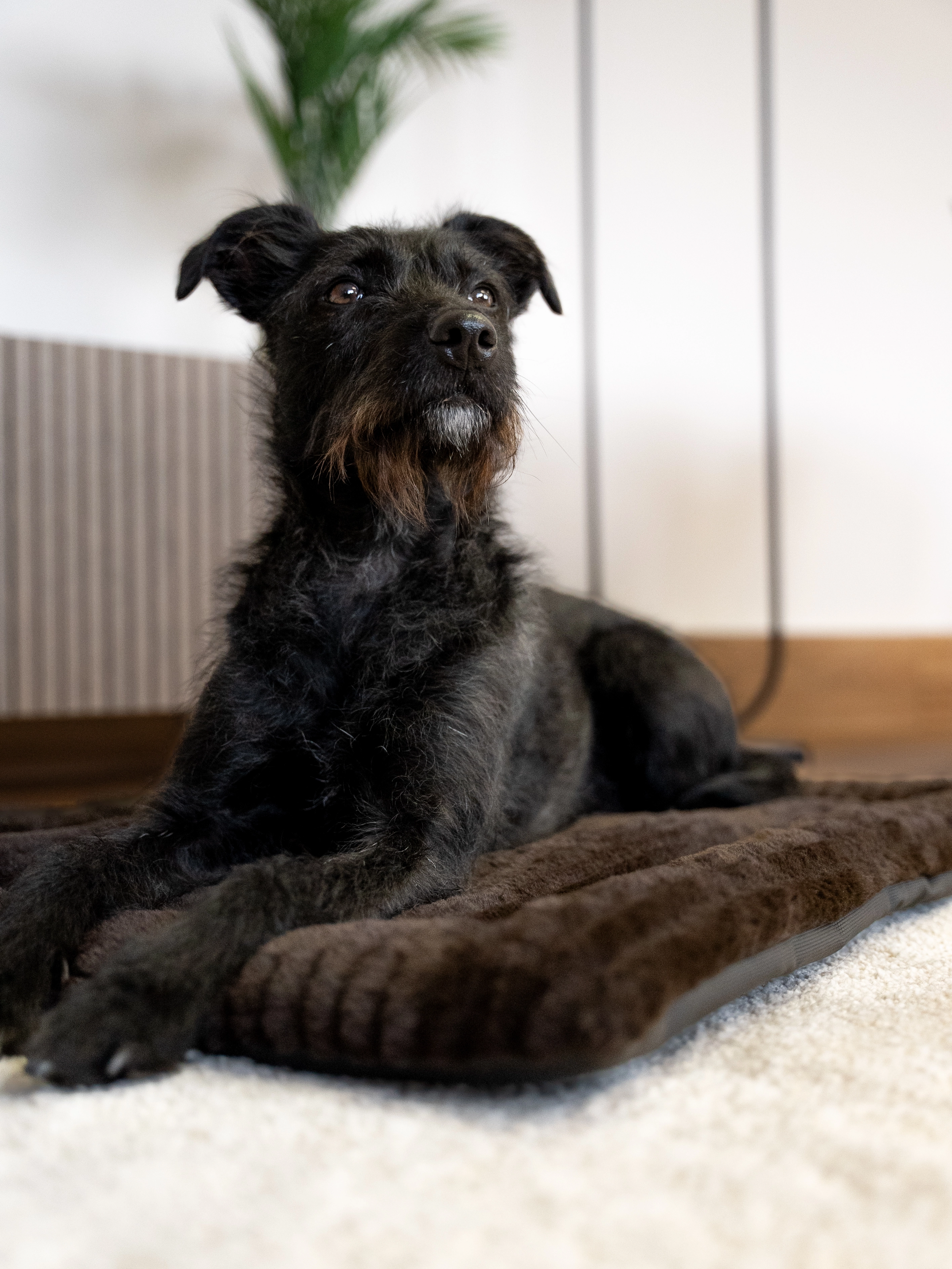 Harmony Flex Liegedecke von TrendPet