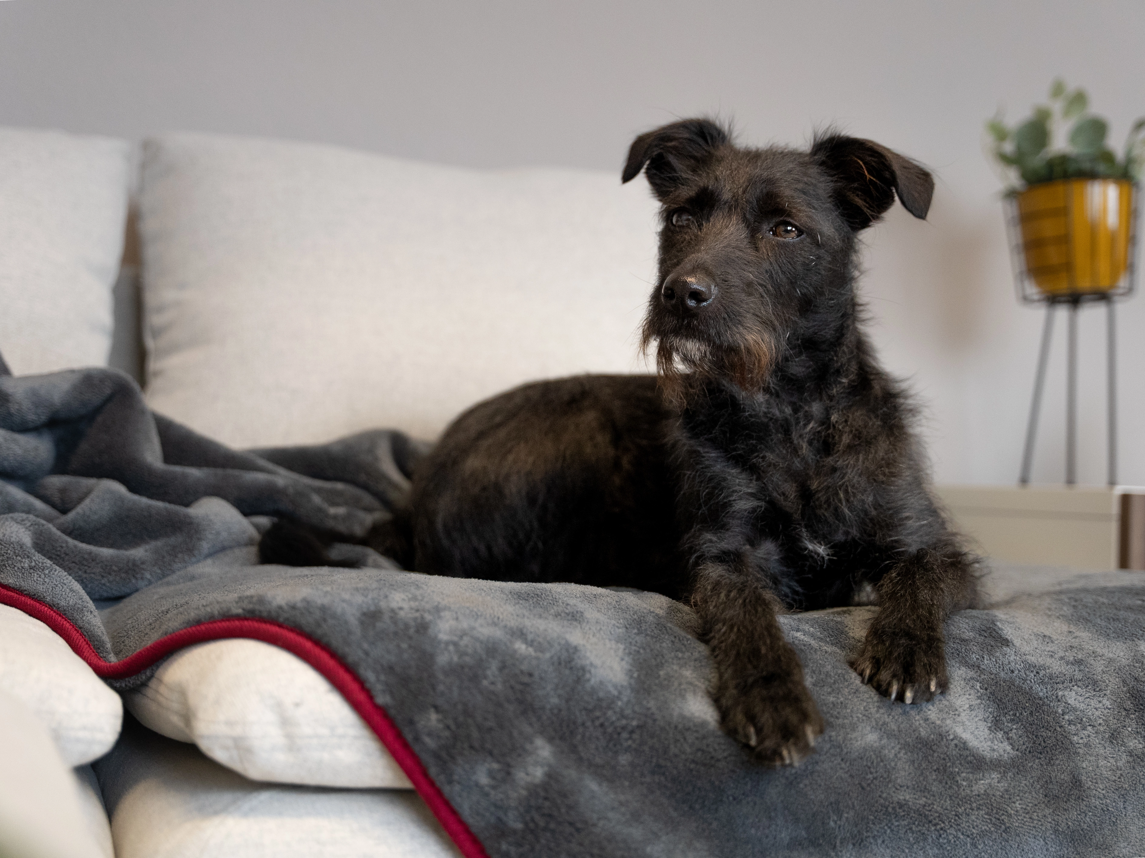 Ruby Decke von TrendPet