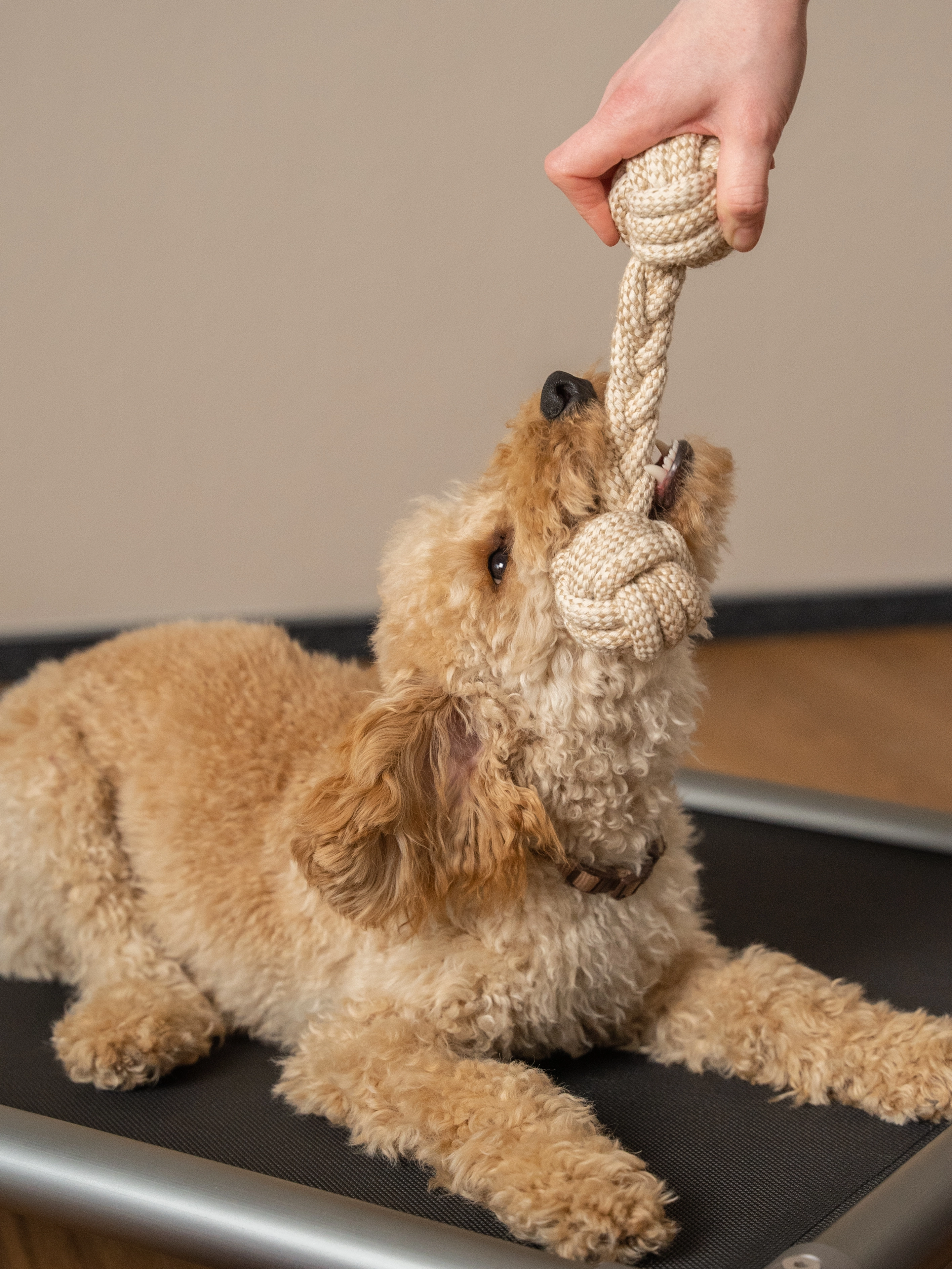 Nature Hundespielzeug von TrendPet