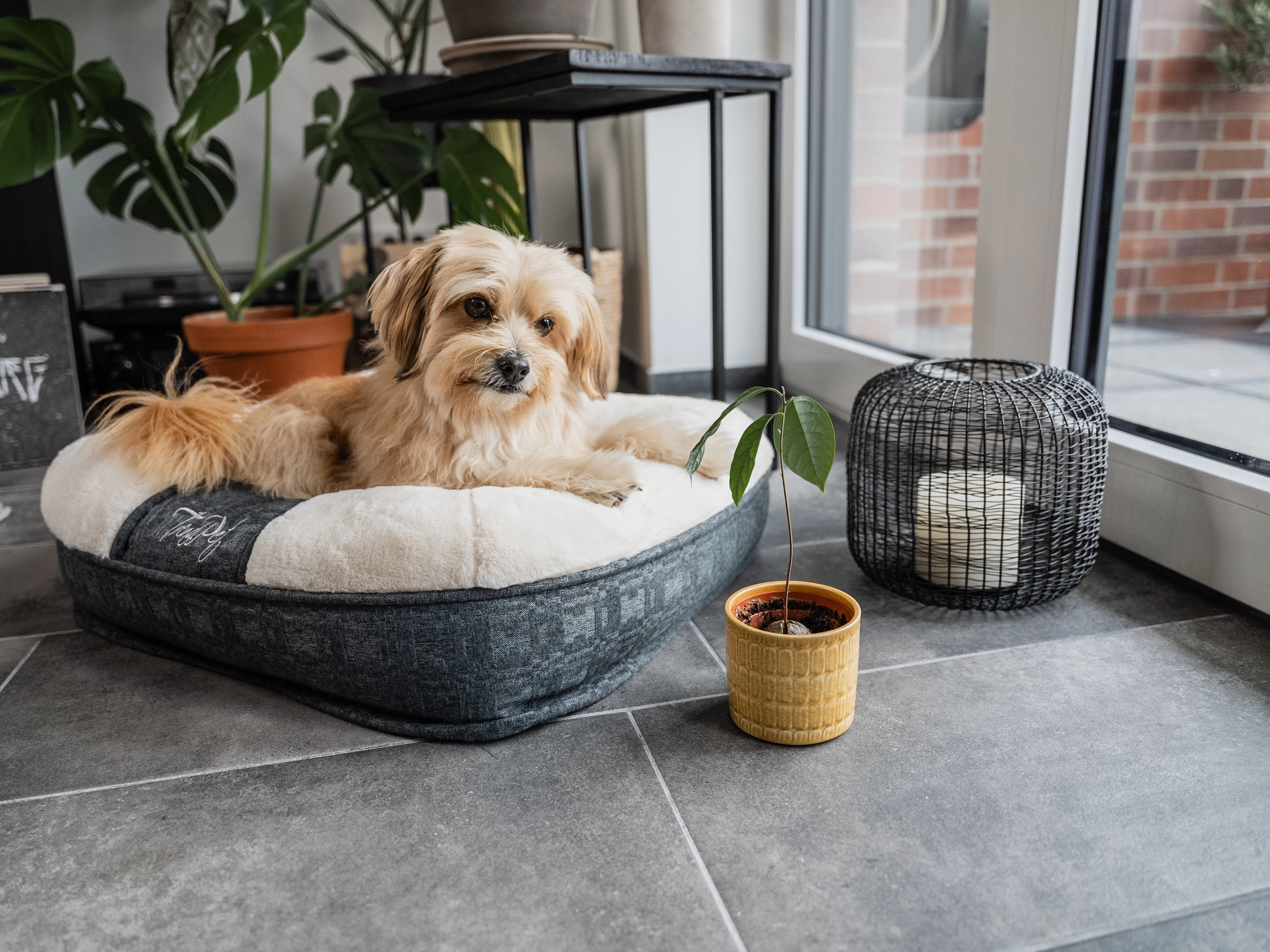 LunaLounge von TrendPet