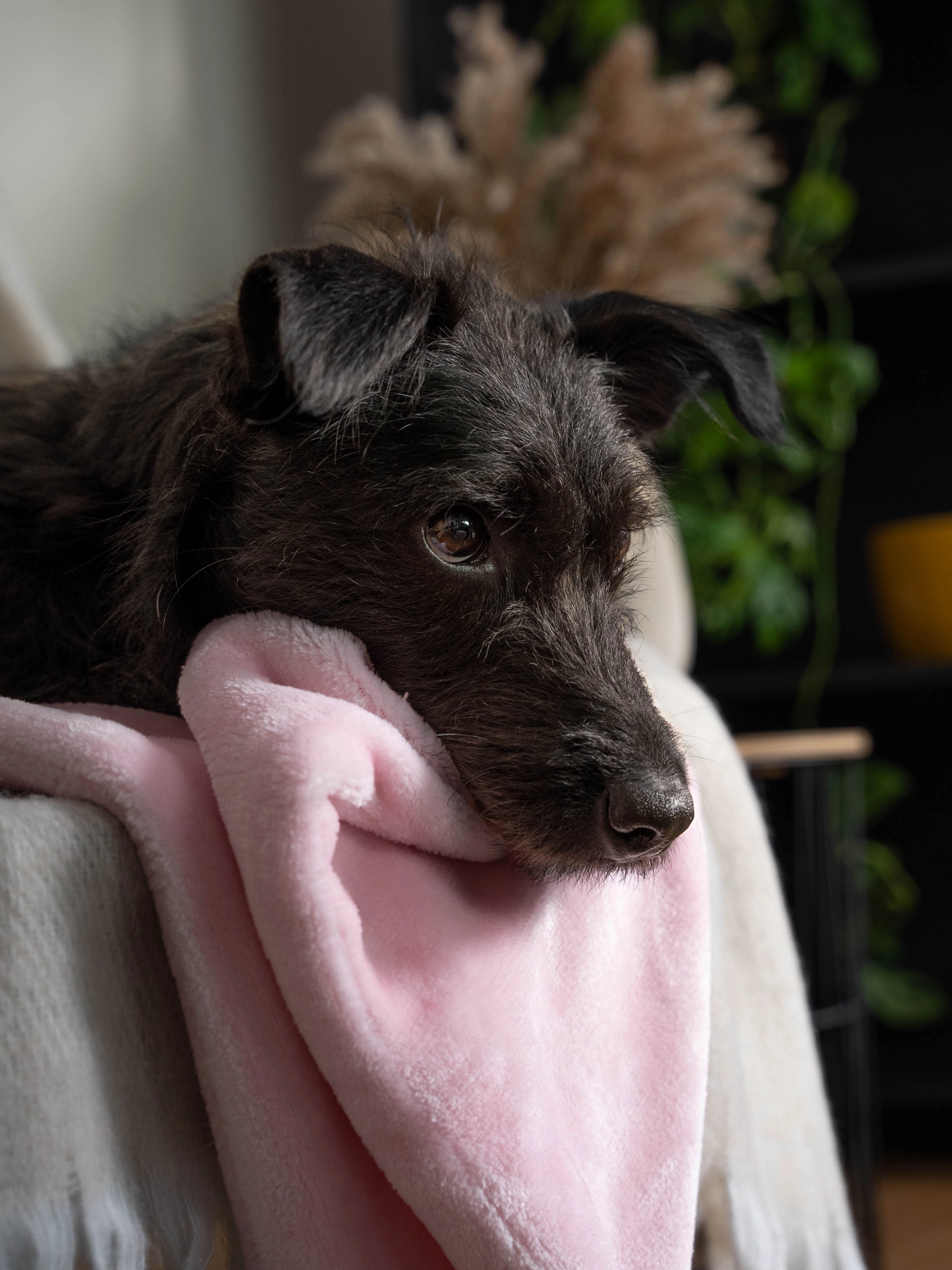 Coco Kuscheldecke von TrendPet