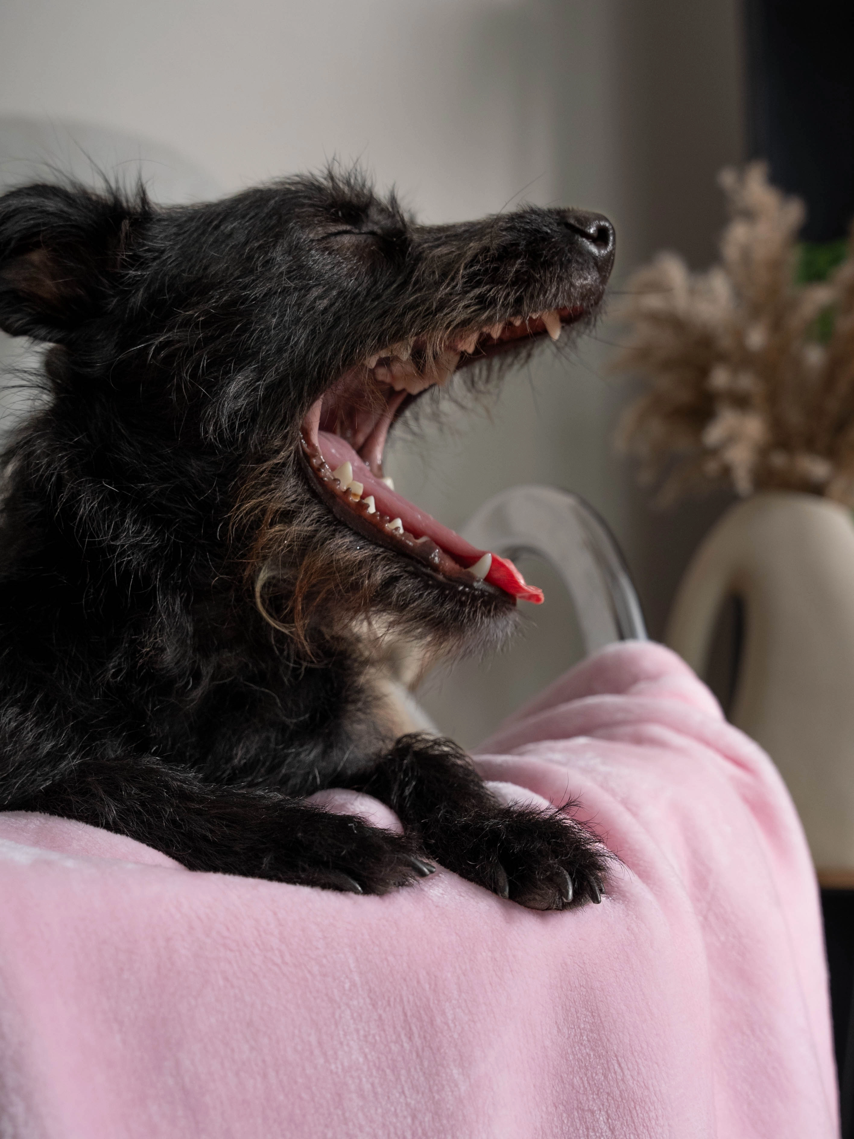 Coco Kuscheldecke von TrendPet