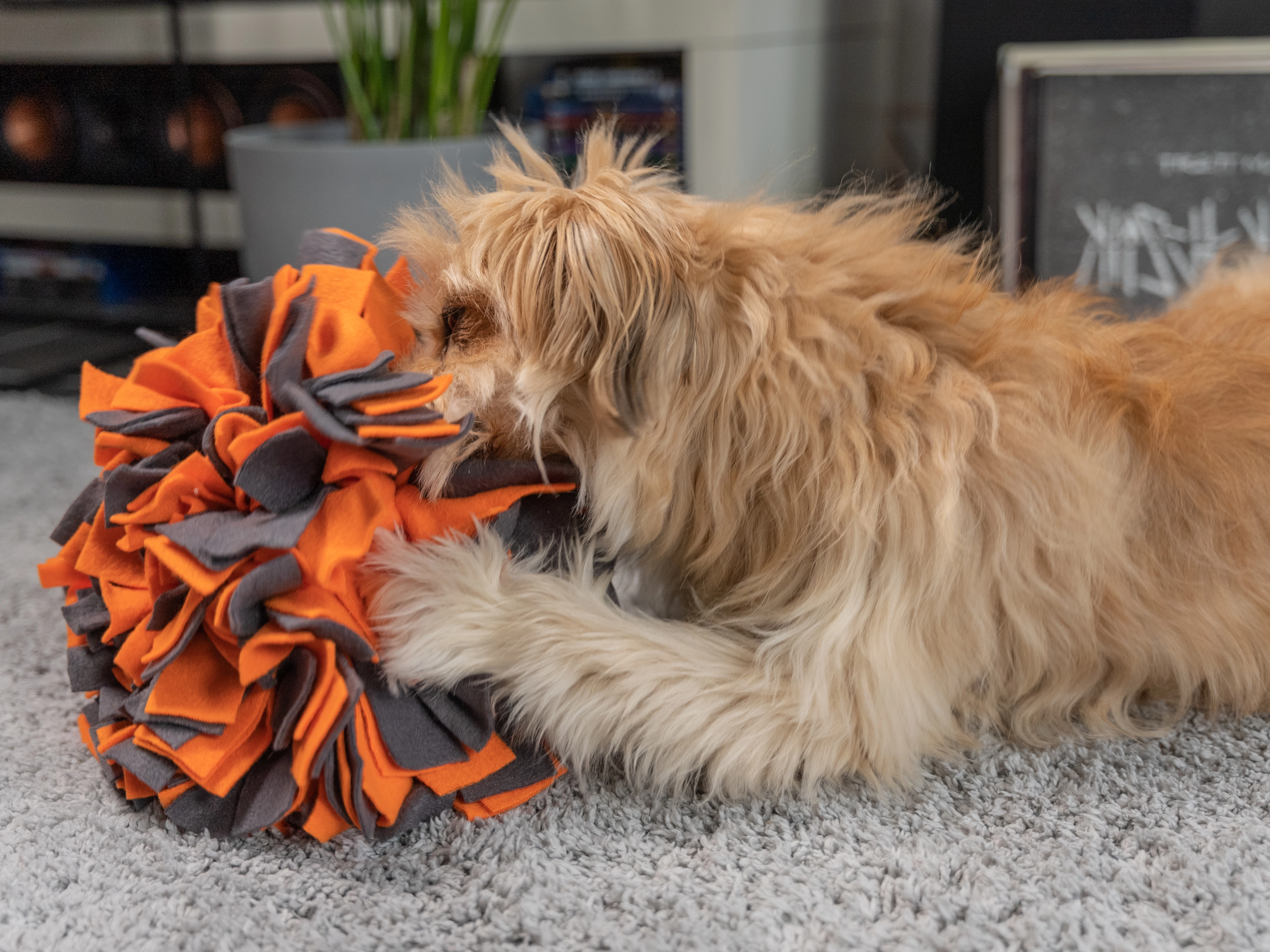 Schnüffelball von TrendPet