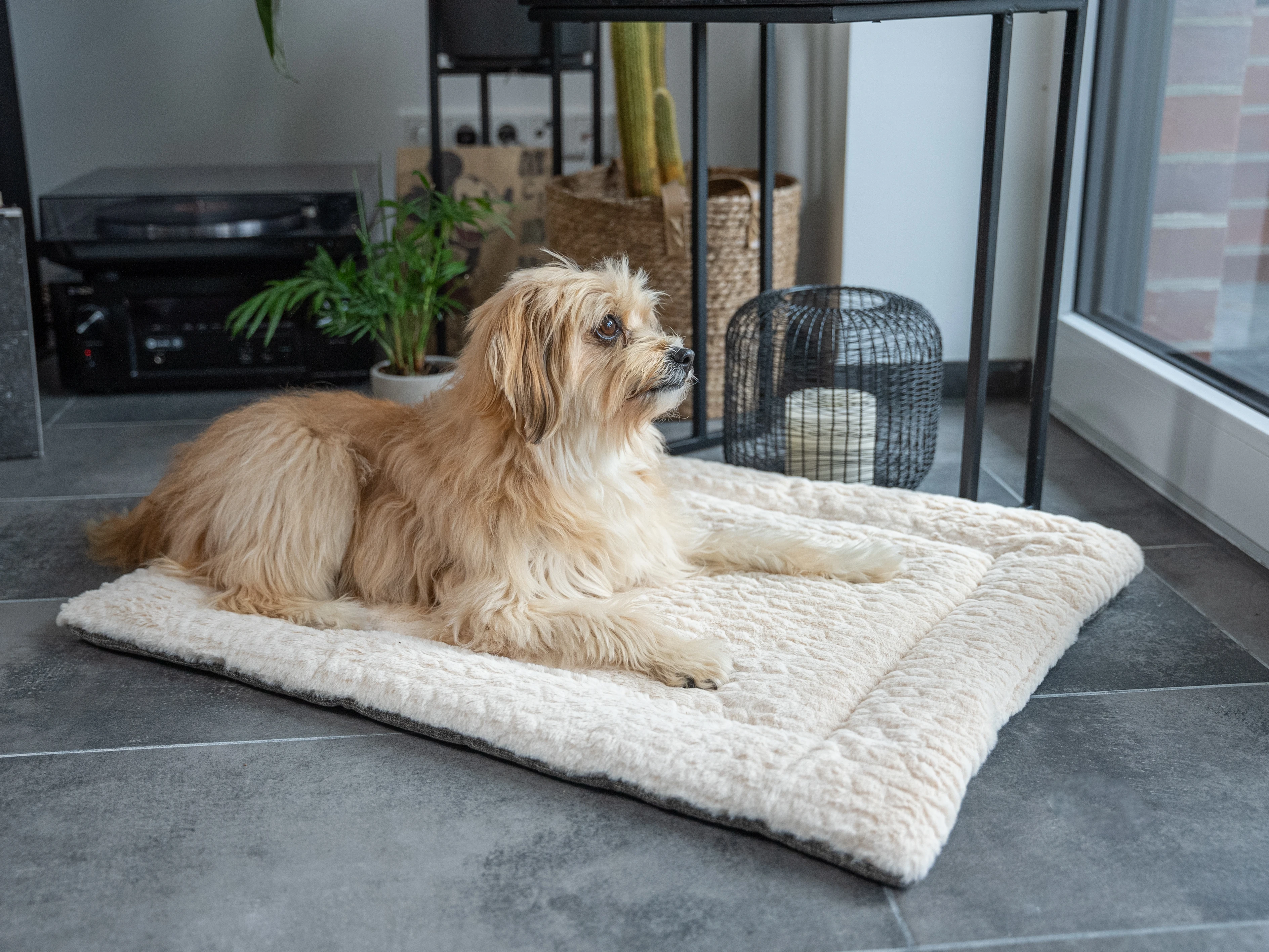 Hund liegt auf der Heaven Decke beige