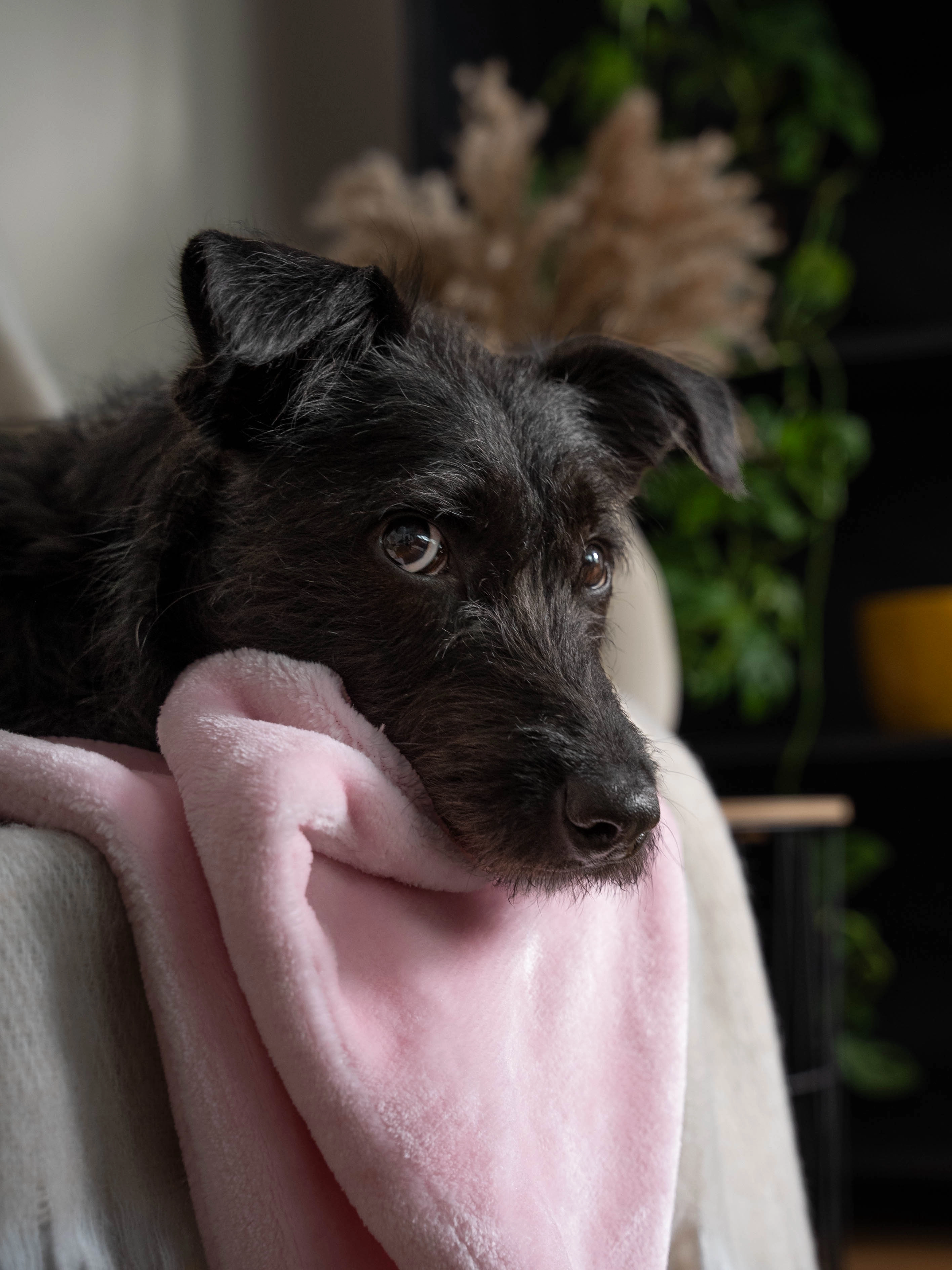 Coco