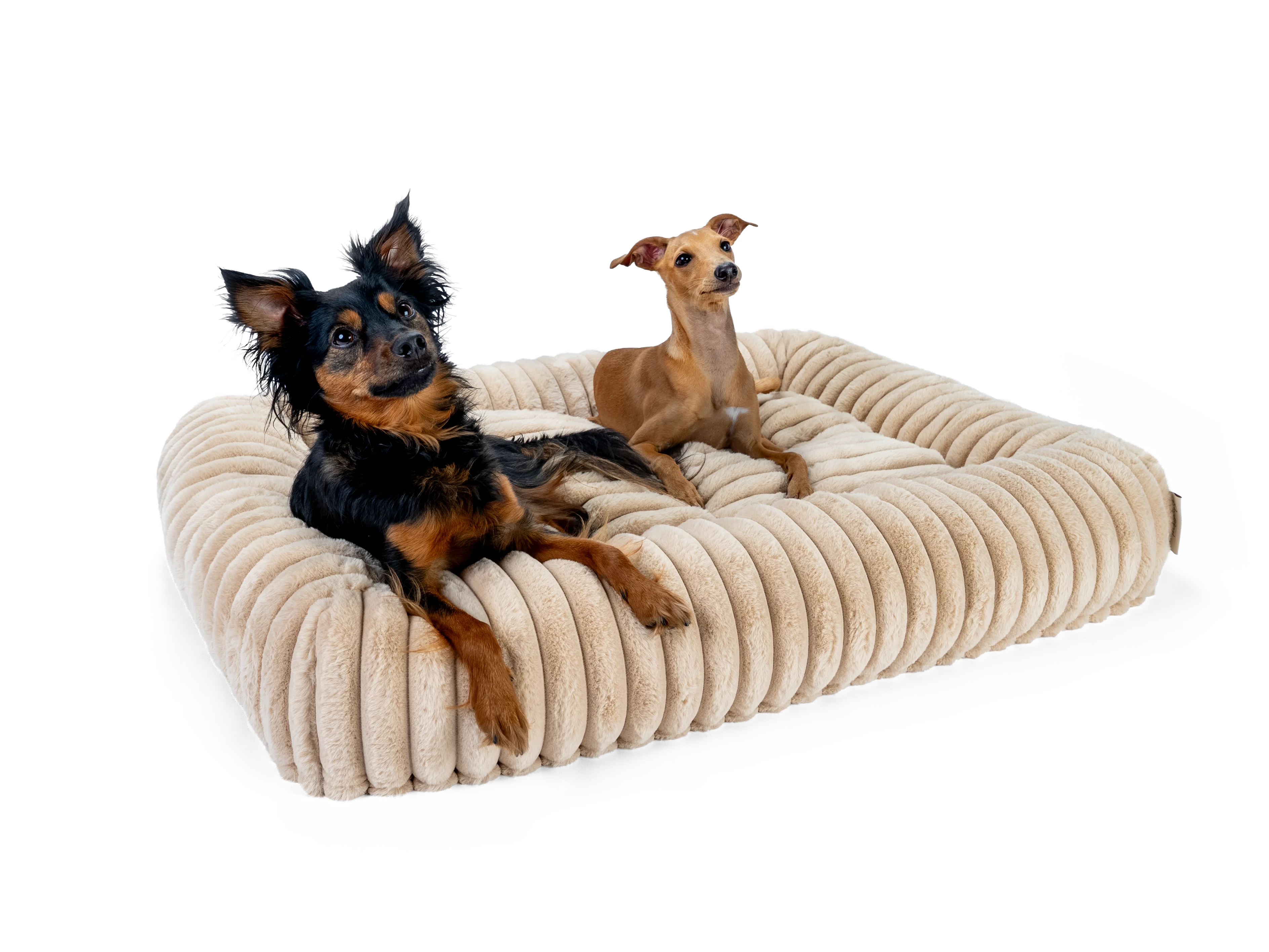 zwei Hunde liegen im Biscuit Cube