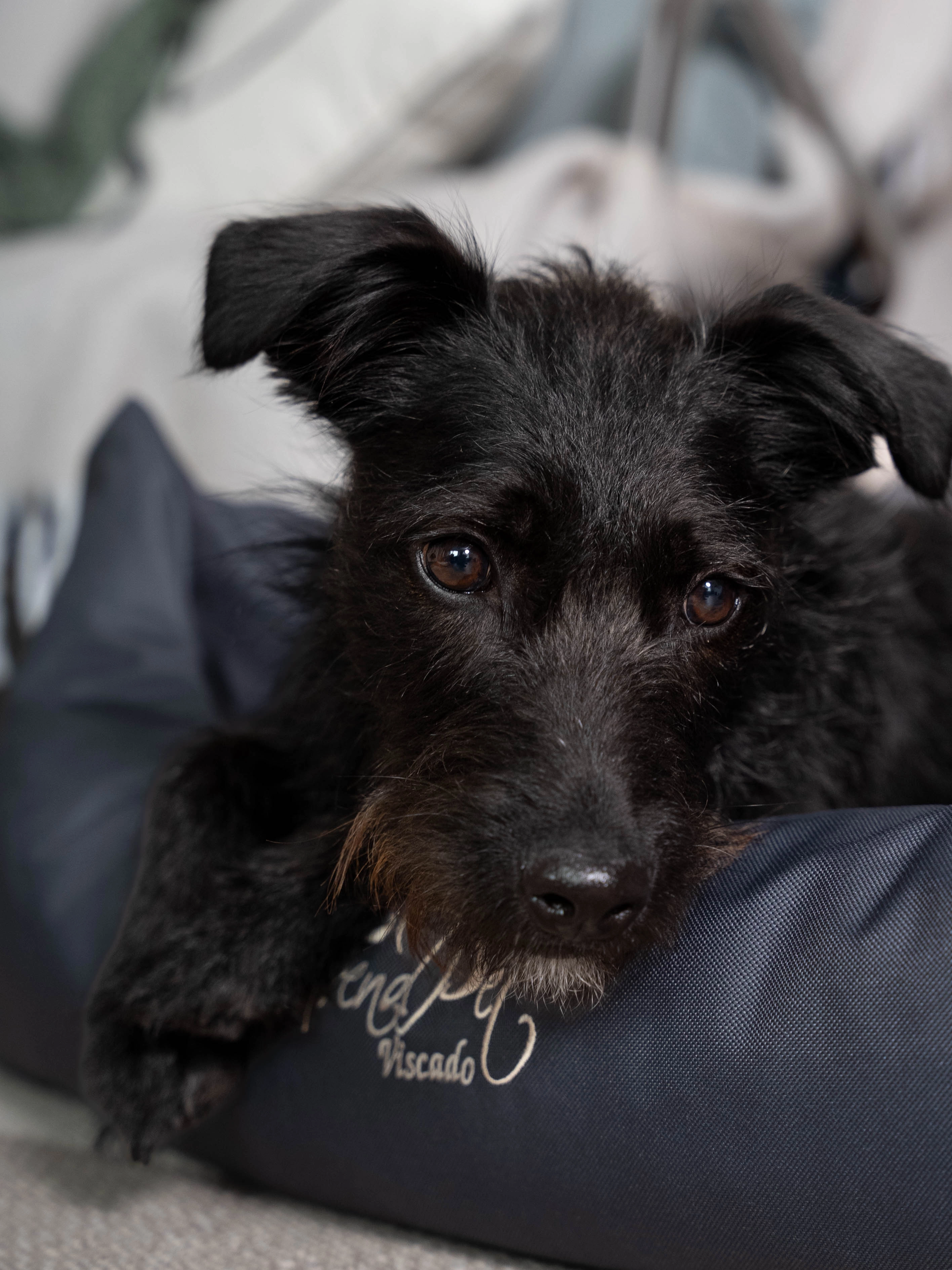 Hundebett Viscado von TrendPet