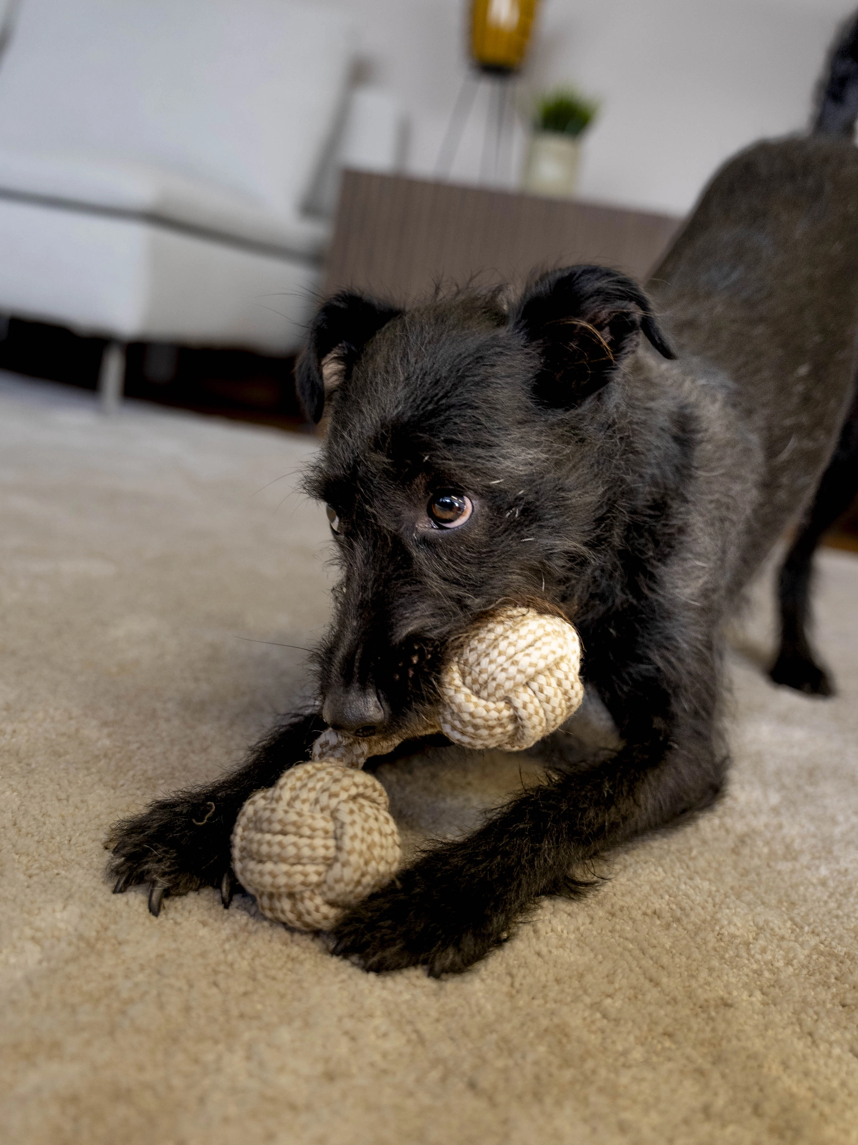 Hund spielt mit Nature Bone