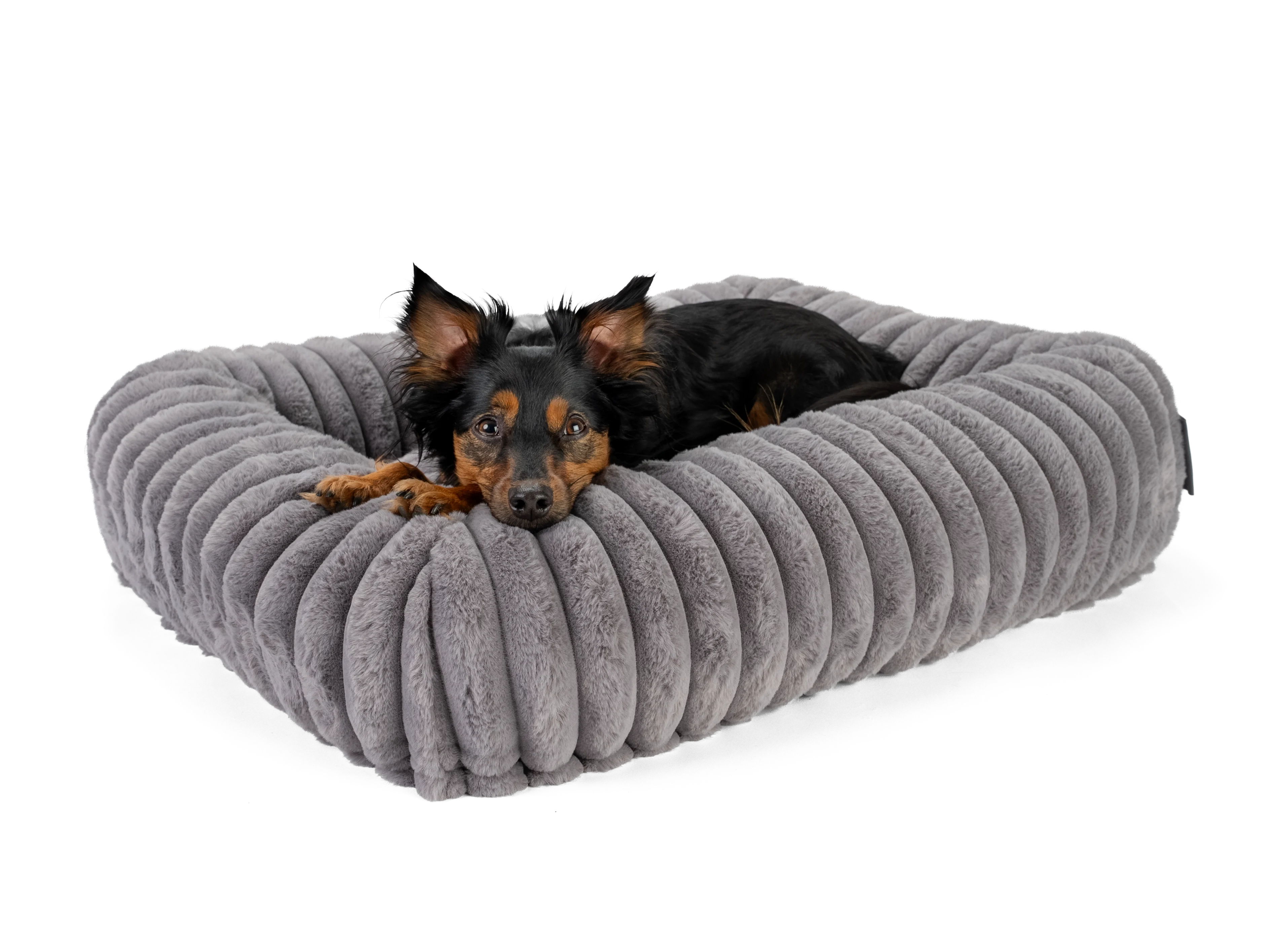 Hund liegt im Biscuit Cube von TrendPet