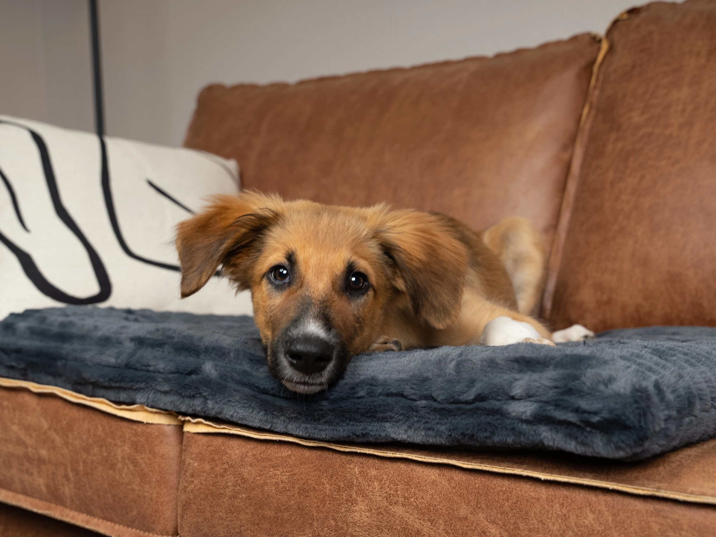 TrendPet Harmony Liegedecke