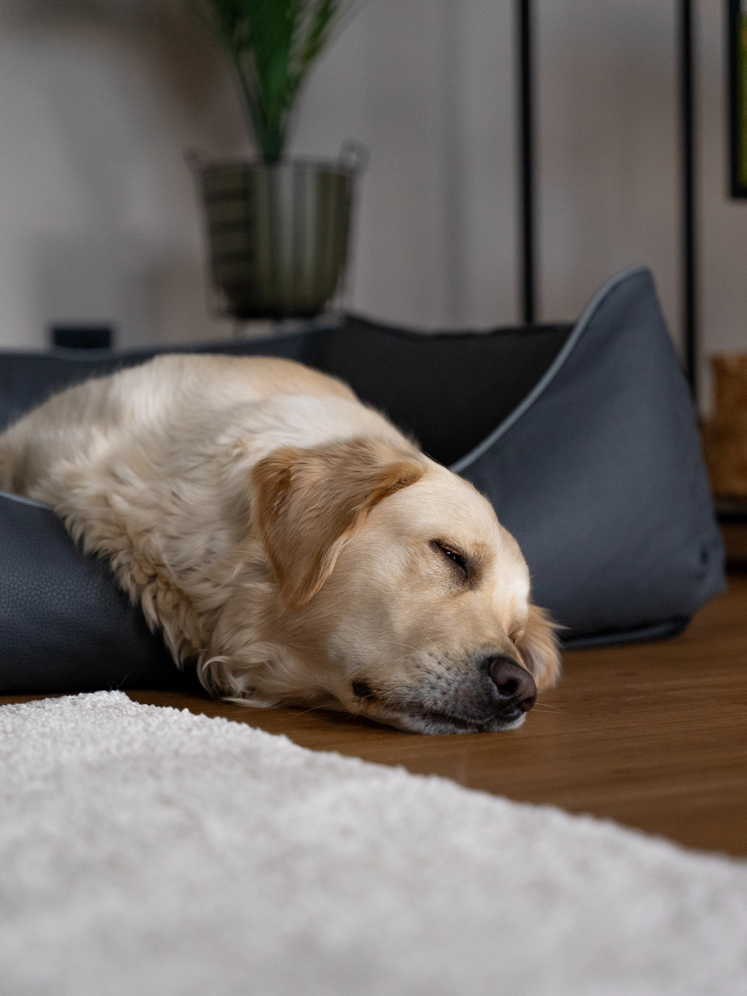 Hund liegt im TrendPet Bett Runa