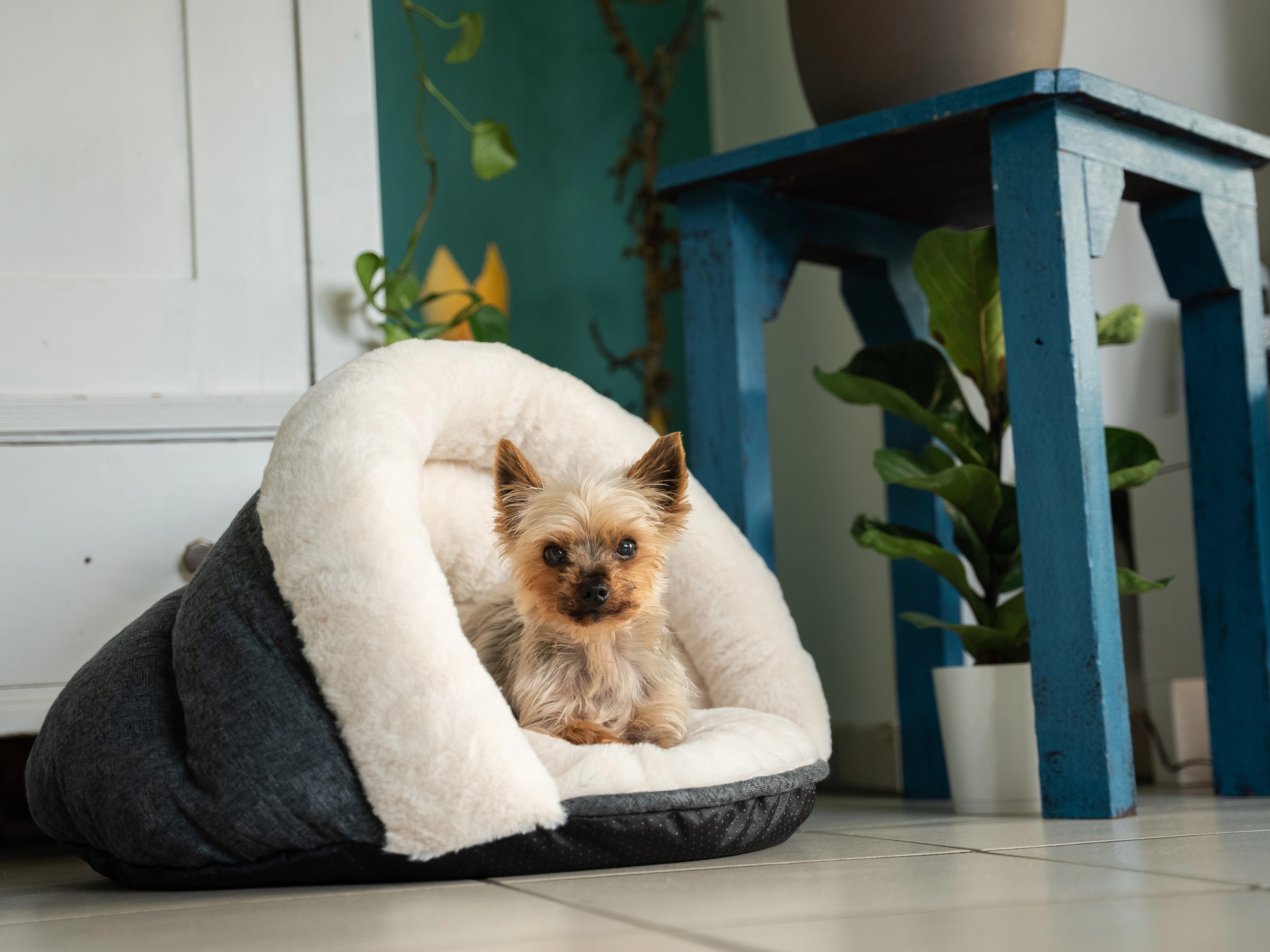 LunaSuite von TrendPet