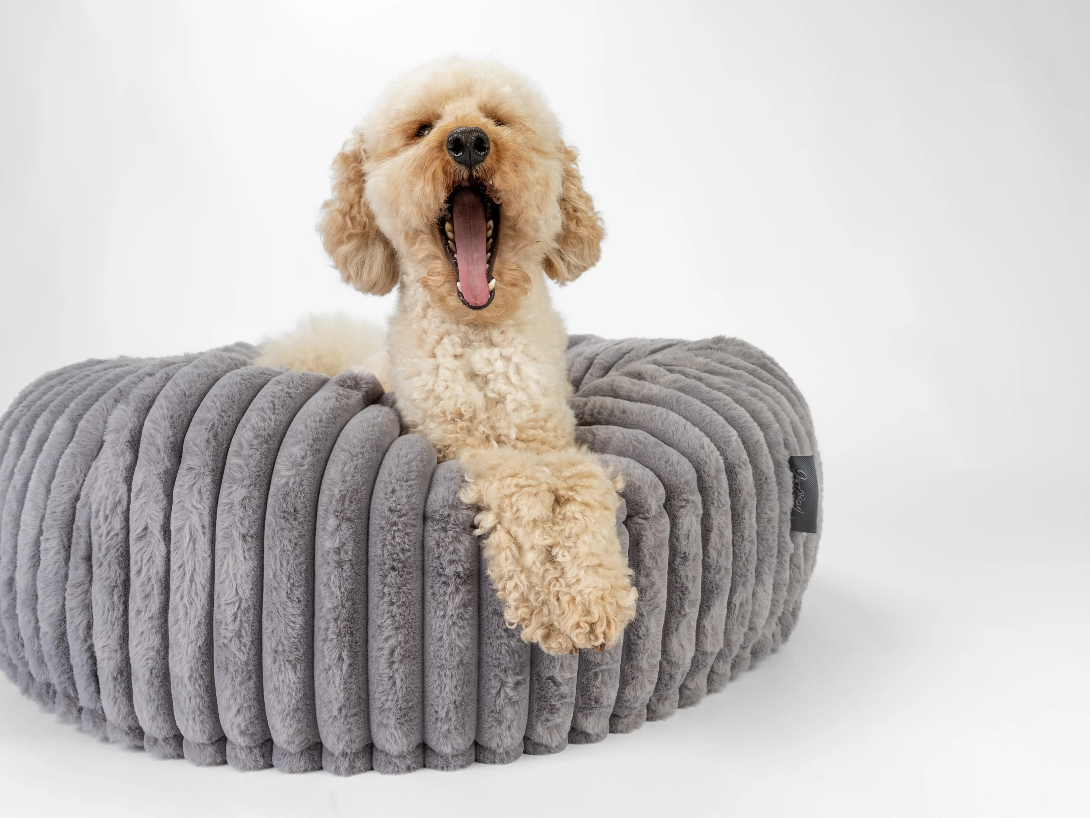 Hund liegt im Biscuit Spot 