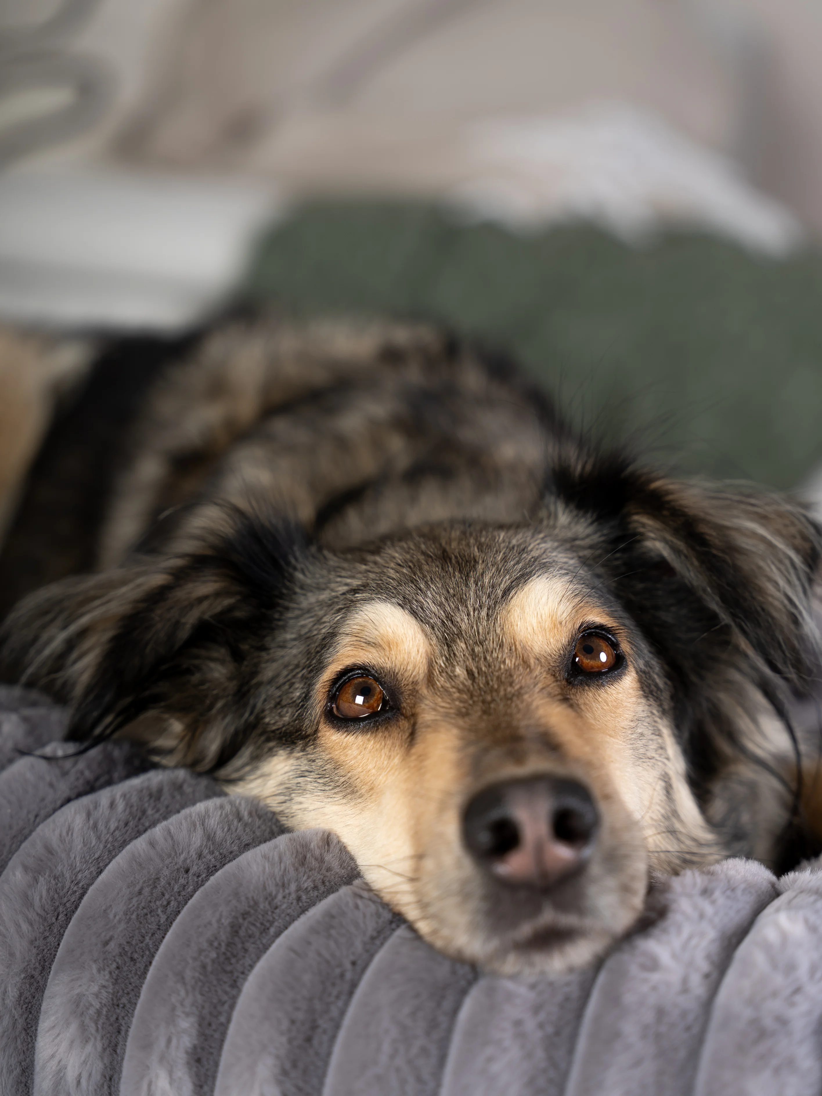 Hund liegt im Biscuit Cube von TrendPet