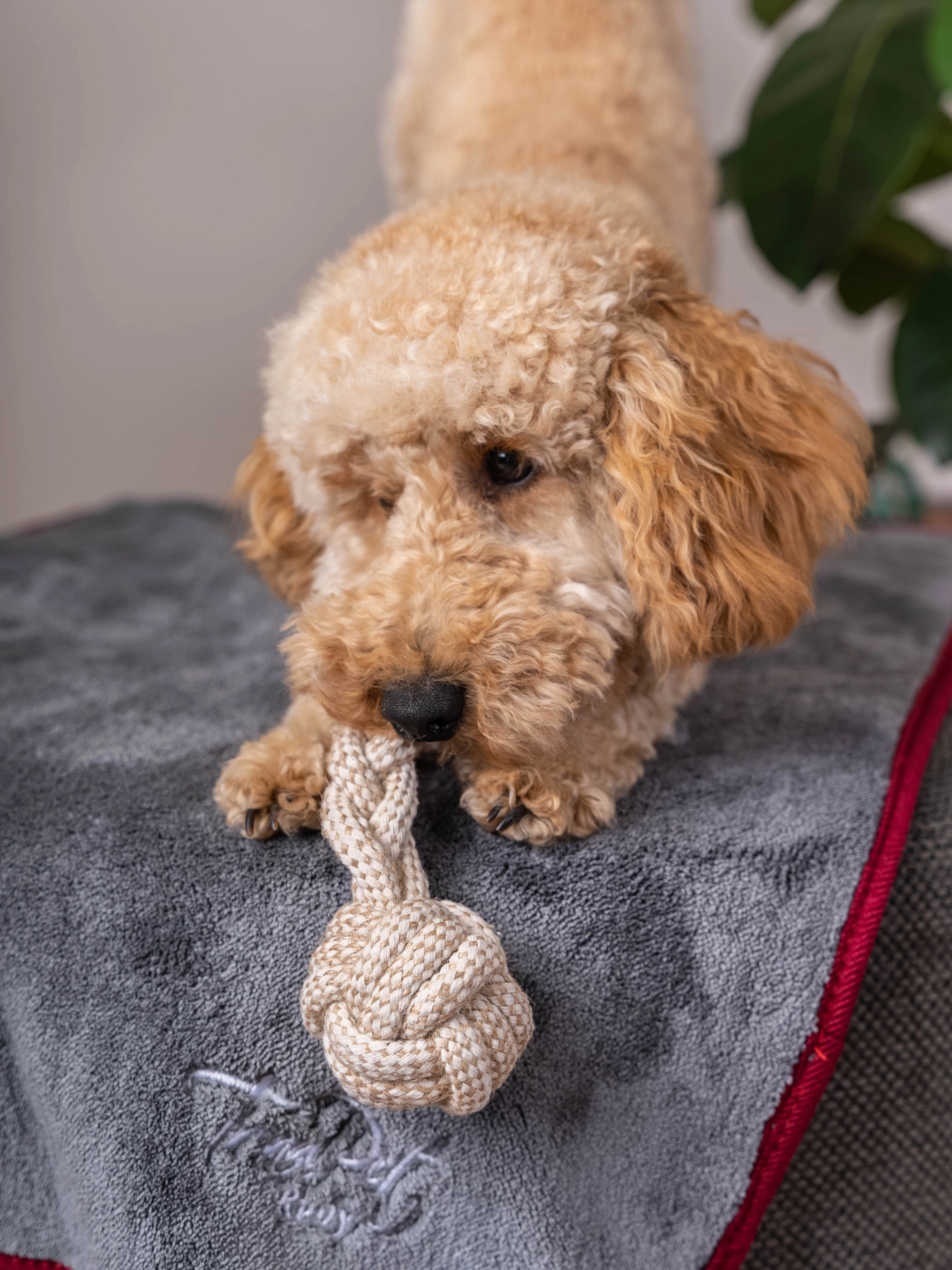 Rubx Kuscheldecke und Trocknungsdecke von TrendPet