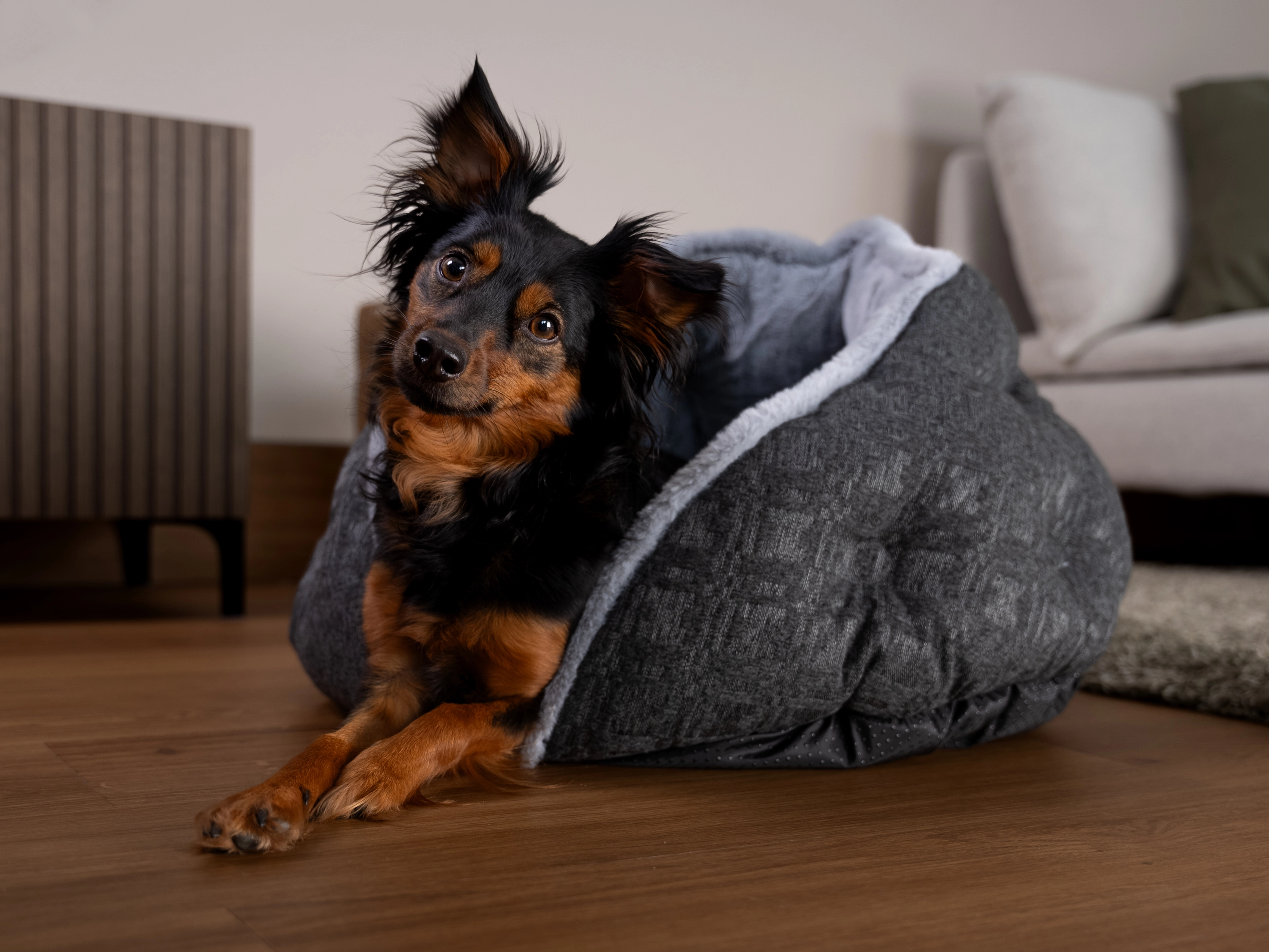 Hund liegt im LunaNest