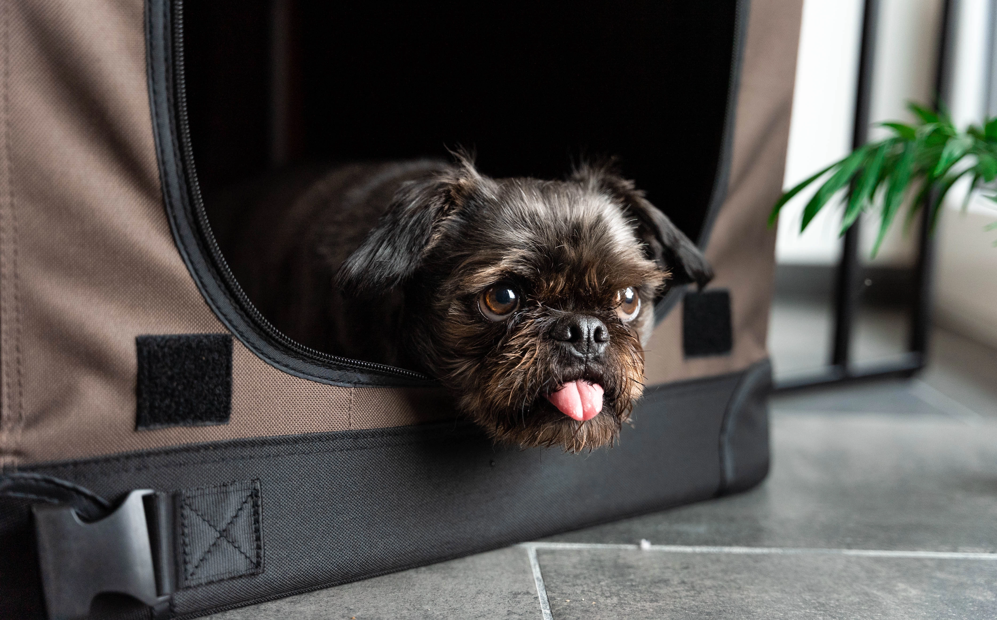 TPX-Hundebox von TrendPet