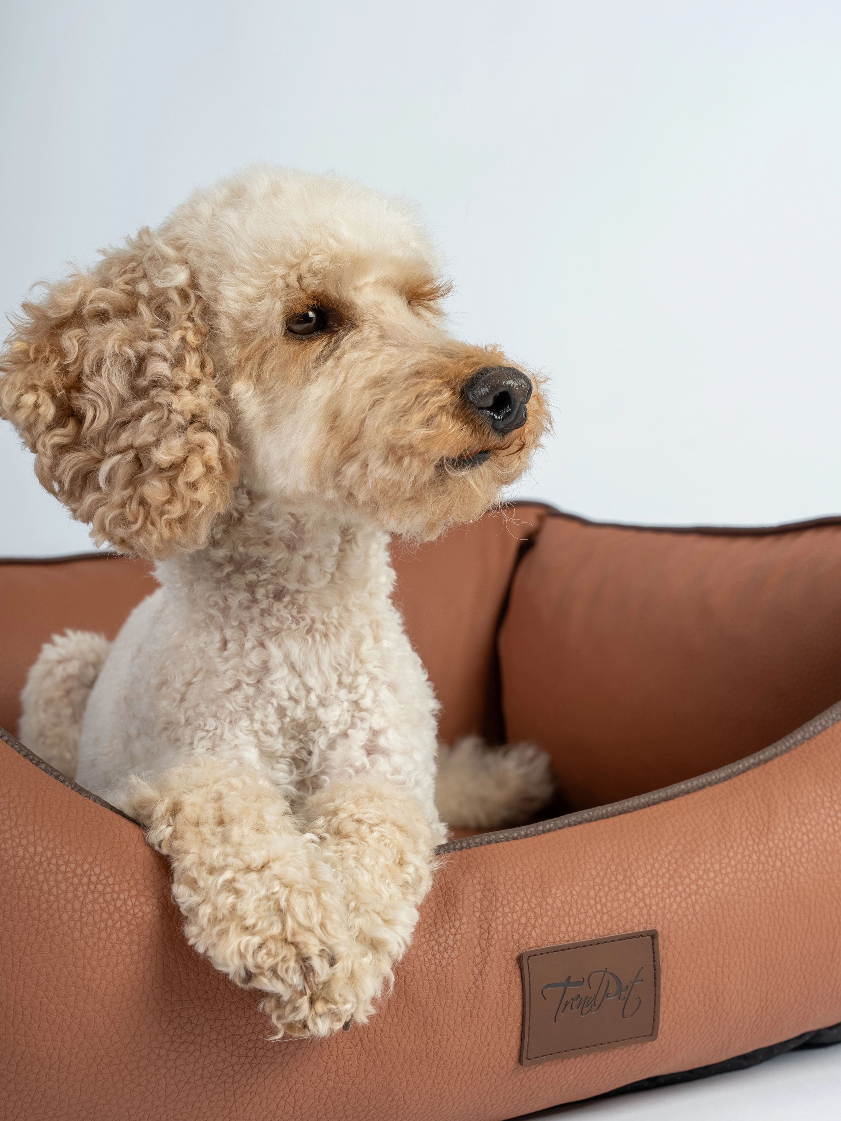 Hund liegt im TrendPet Bett Runa