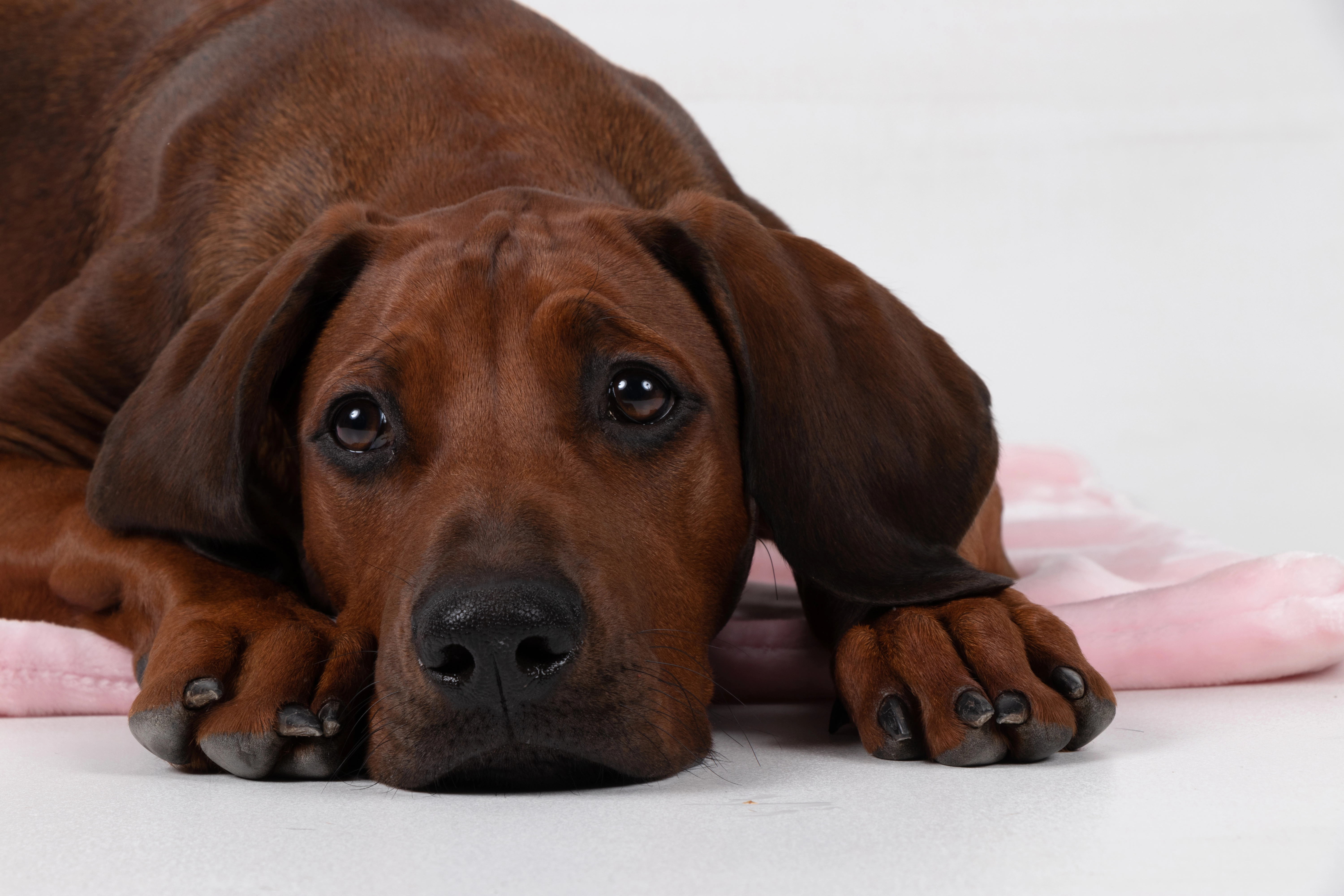 Coco Kuscheldecke von TrendPet