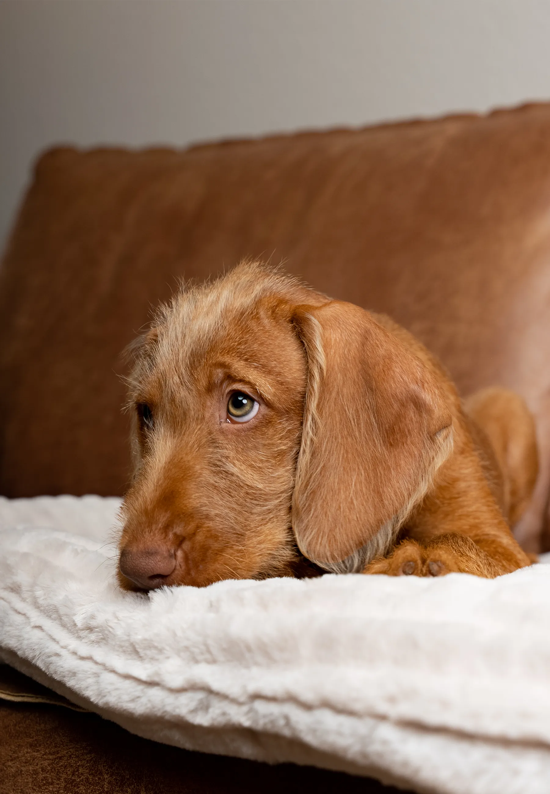 Harmony Liegedecke von Trendpet fuer Hunde