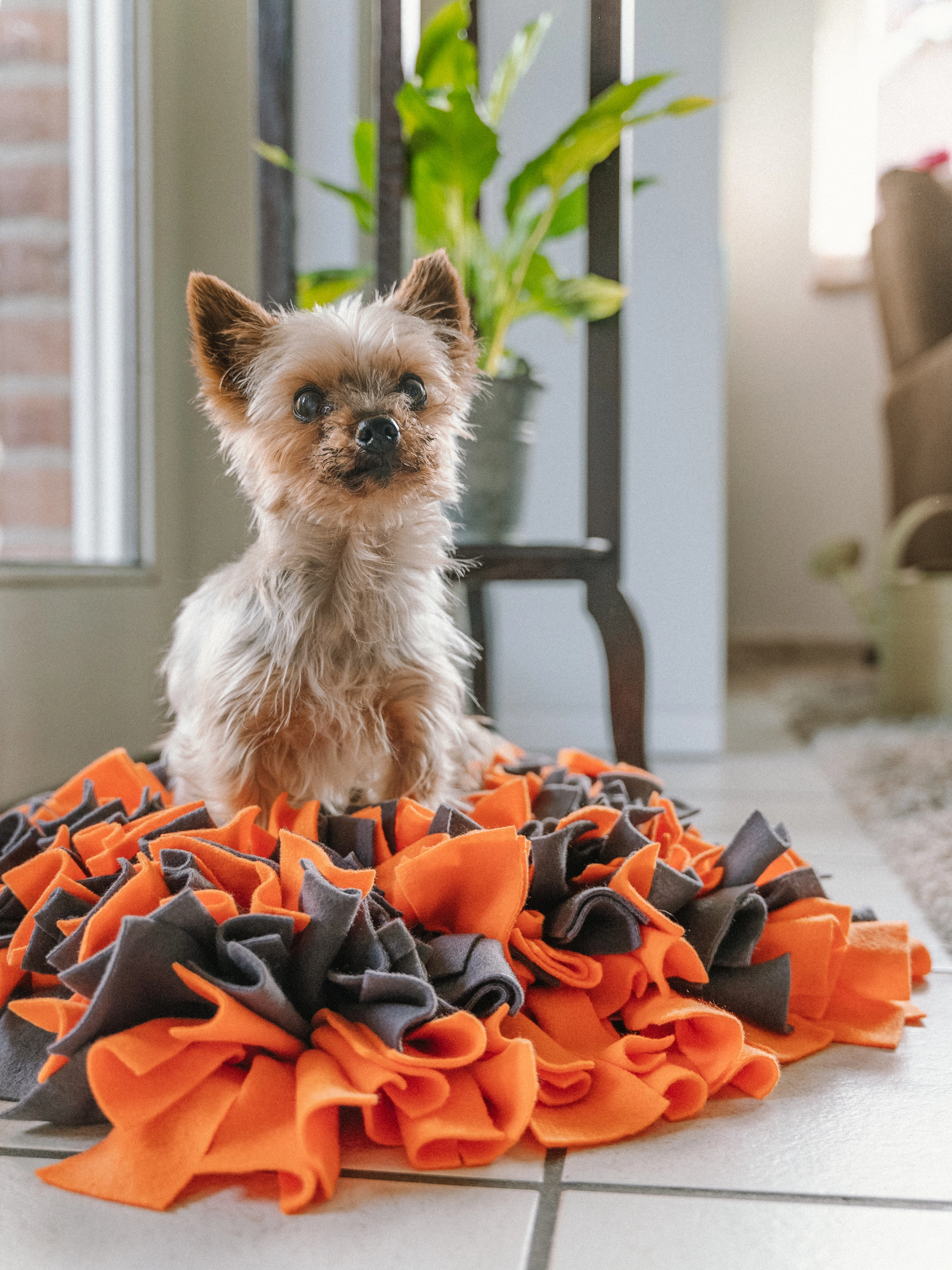 Schnueffelteppich von TrendPet